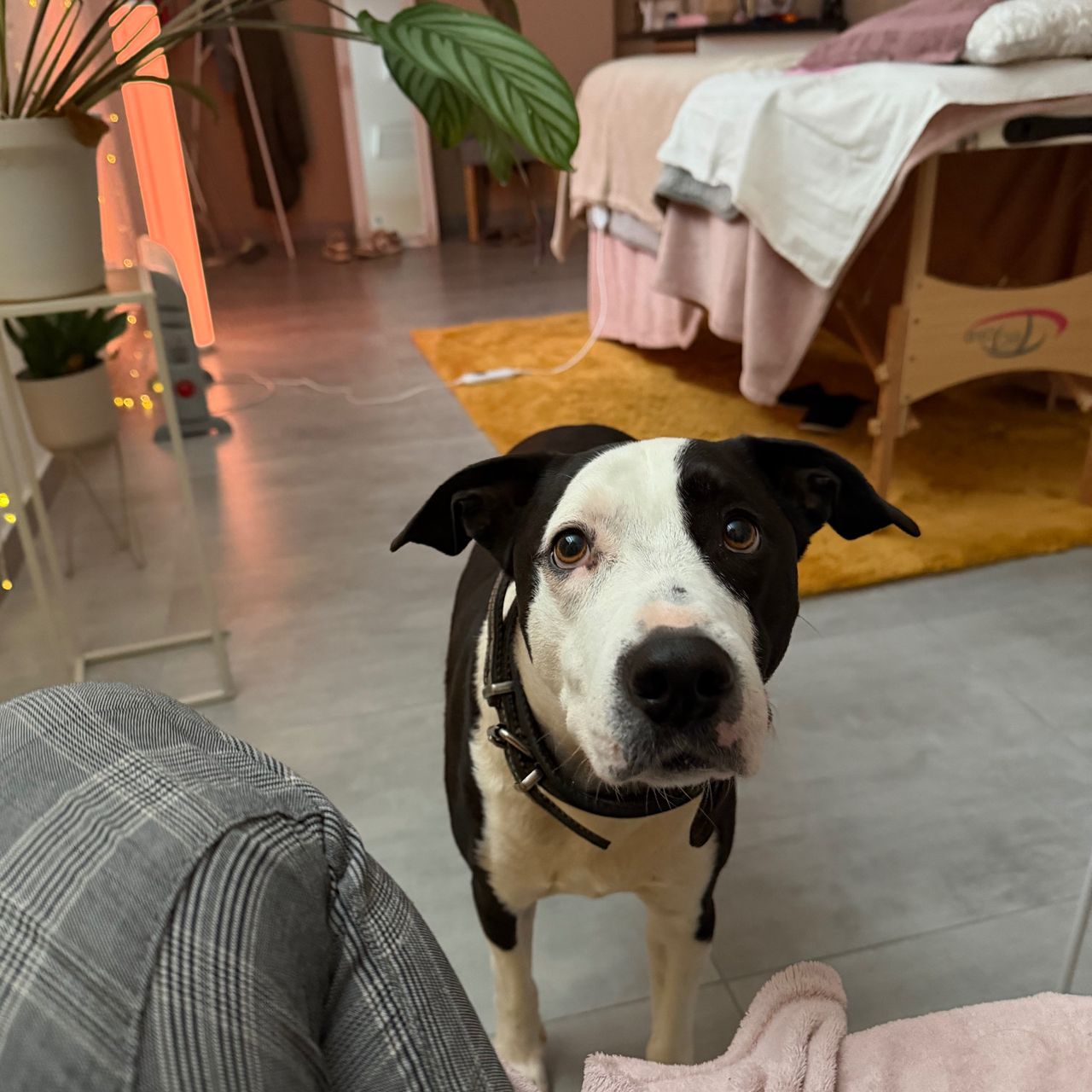 Soutěžní fotografie - Eliáš,  Stafordšírský bullterier