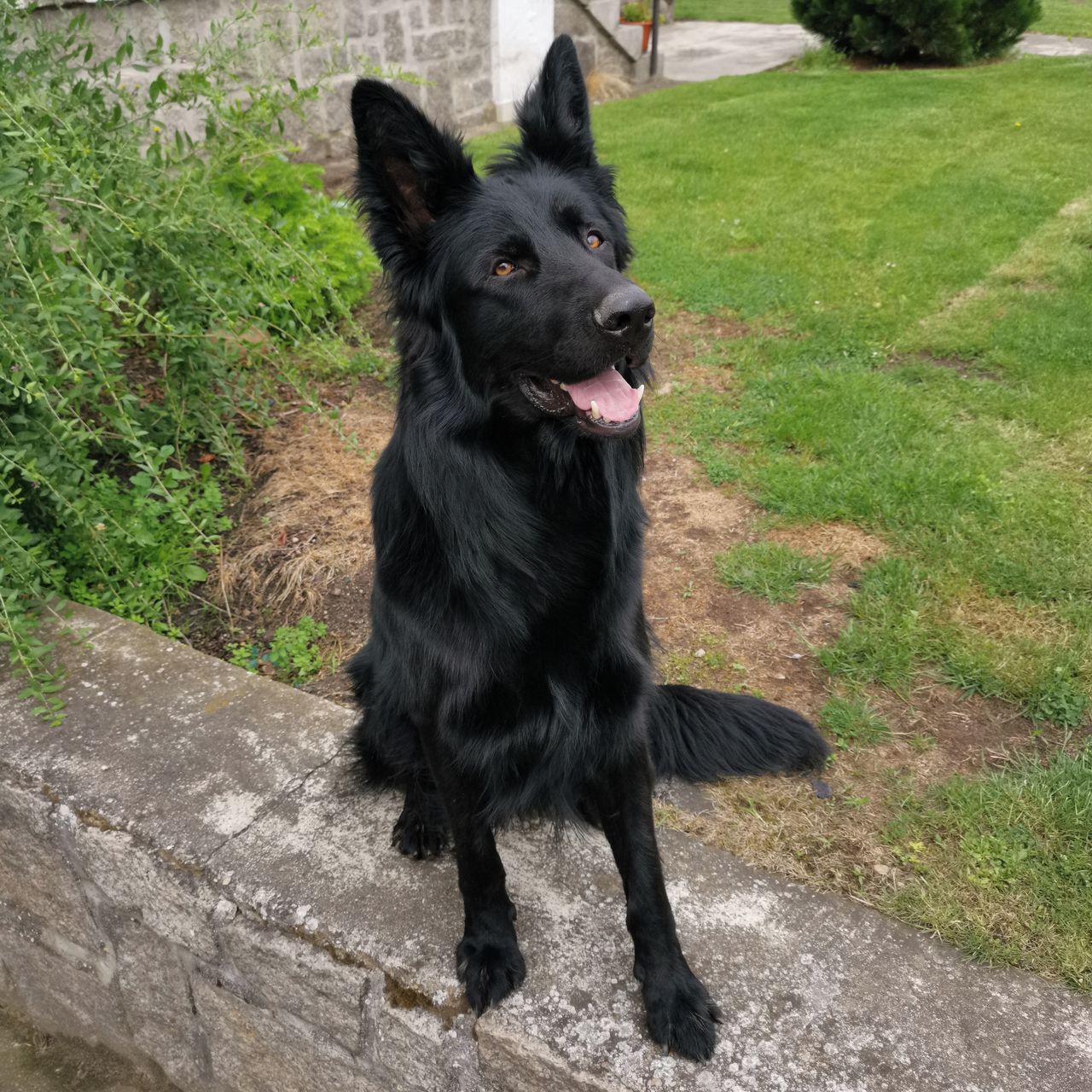 Soutěžní fotografie - Blek,  Německý ovčák