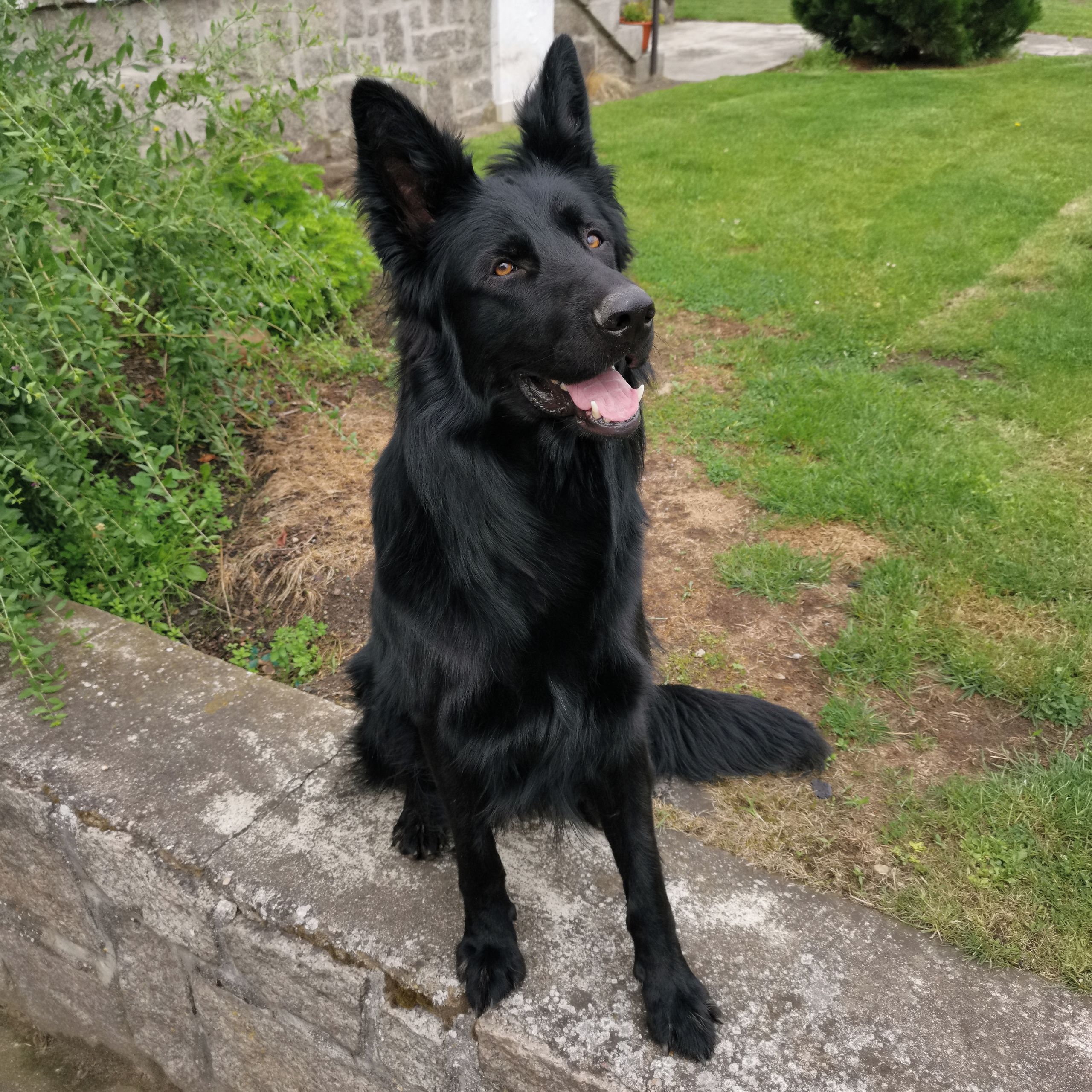 Soutěžní fotografie - Blek,  Německý ovčák