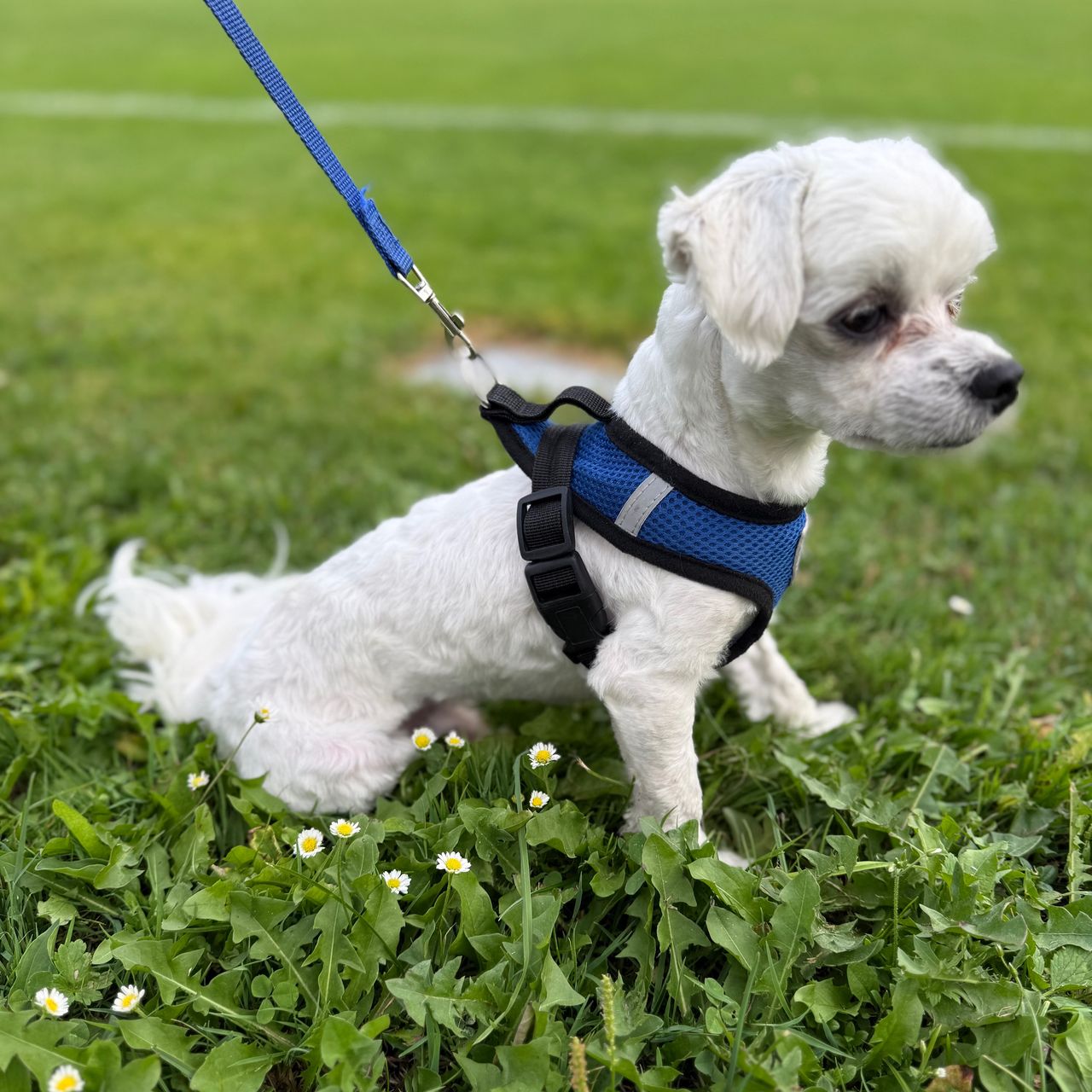 Soutěžní fotografie - Roxy,  Maltézský psík