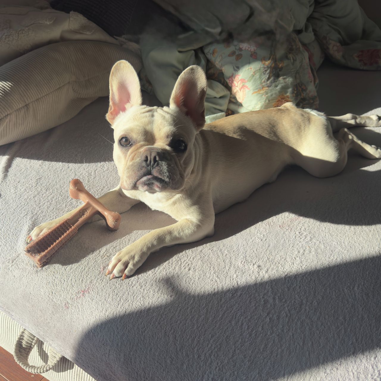 Soutěžní fotografie - Elsa White Princess,  Francouzský buldoček