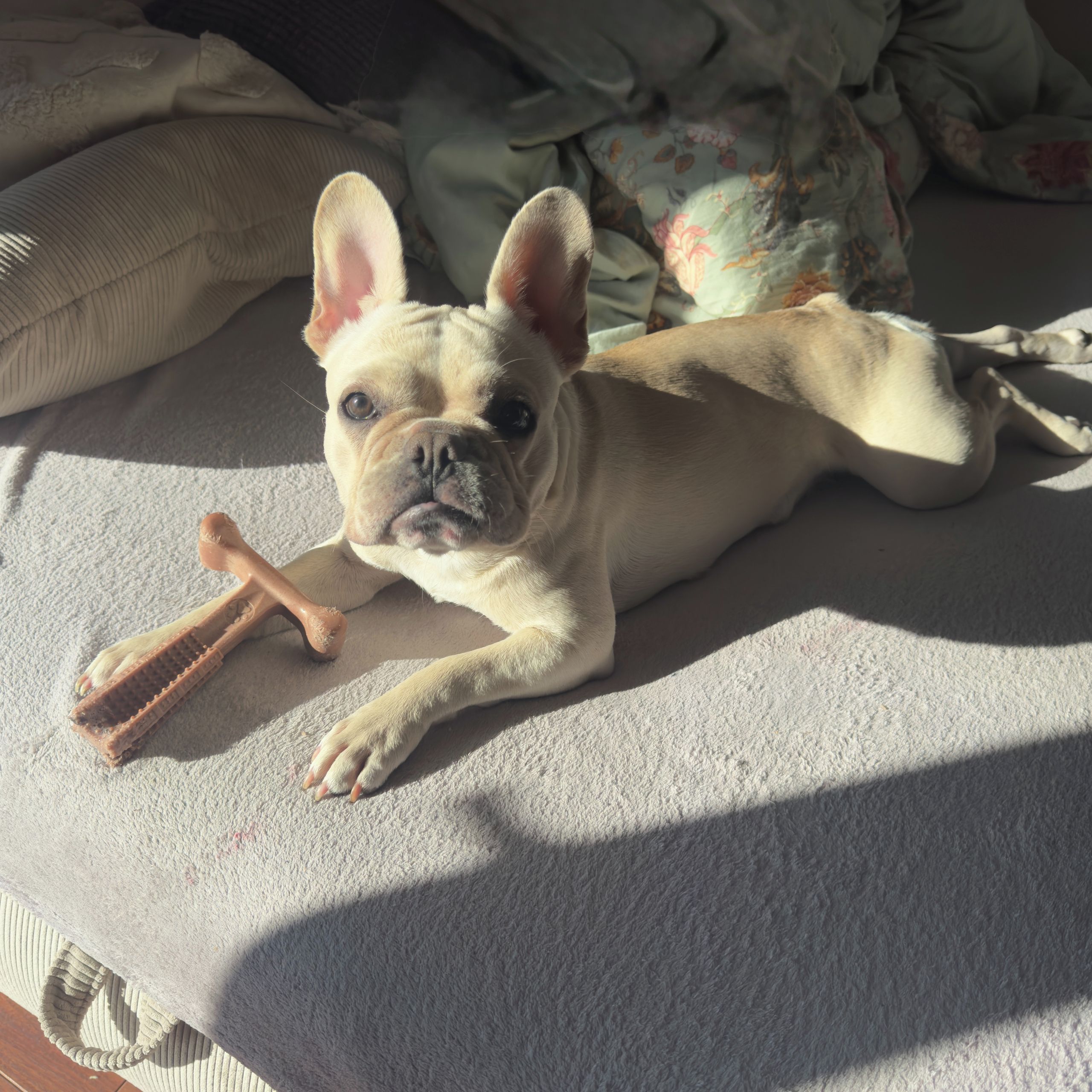 Soutěžní fotografie - Elsa White Princess,  Francouzský buldoček