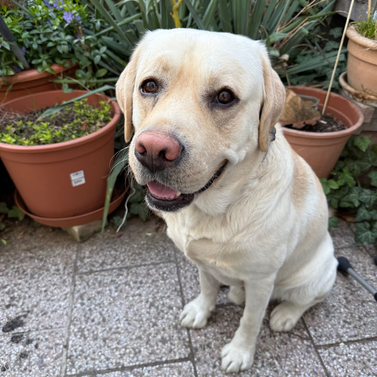 Soutěžní fotografie - Eda,  Labradorský retriever
