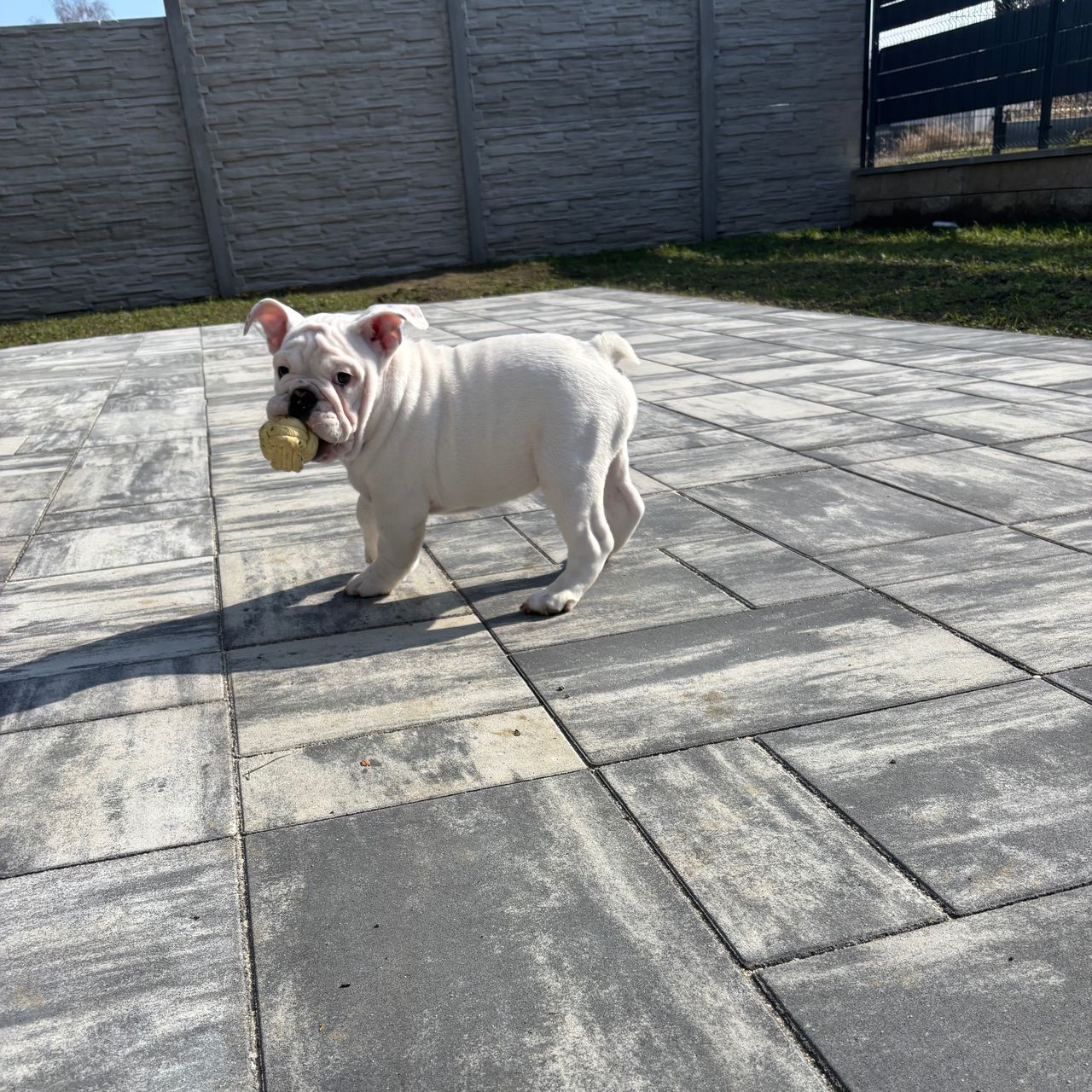 Soutěžní fotografie - Pablo,  Anglický buldok