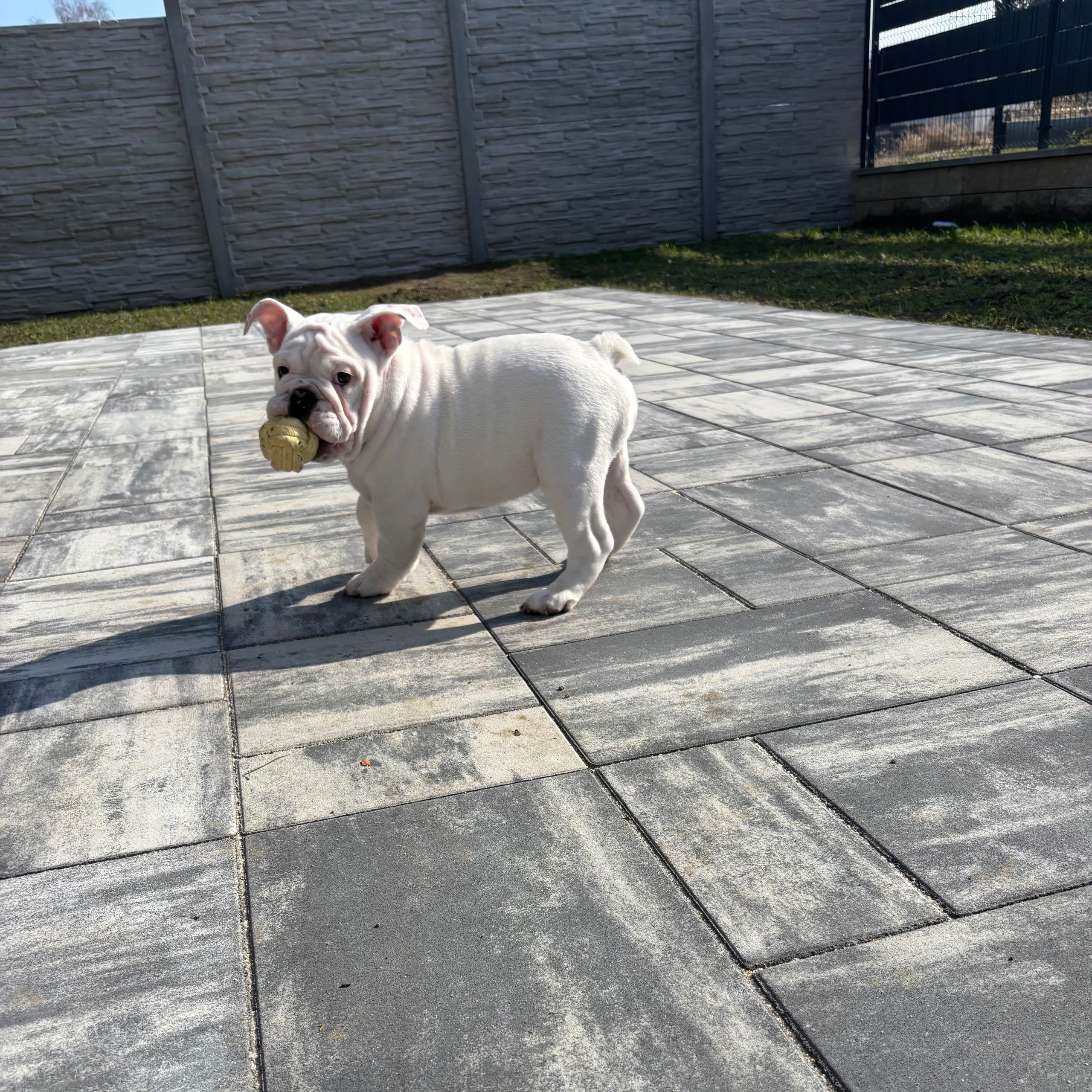 Soutěžní fotografie - Pablo,  Anglický buldok