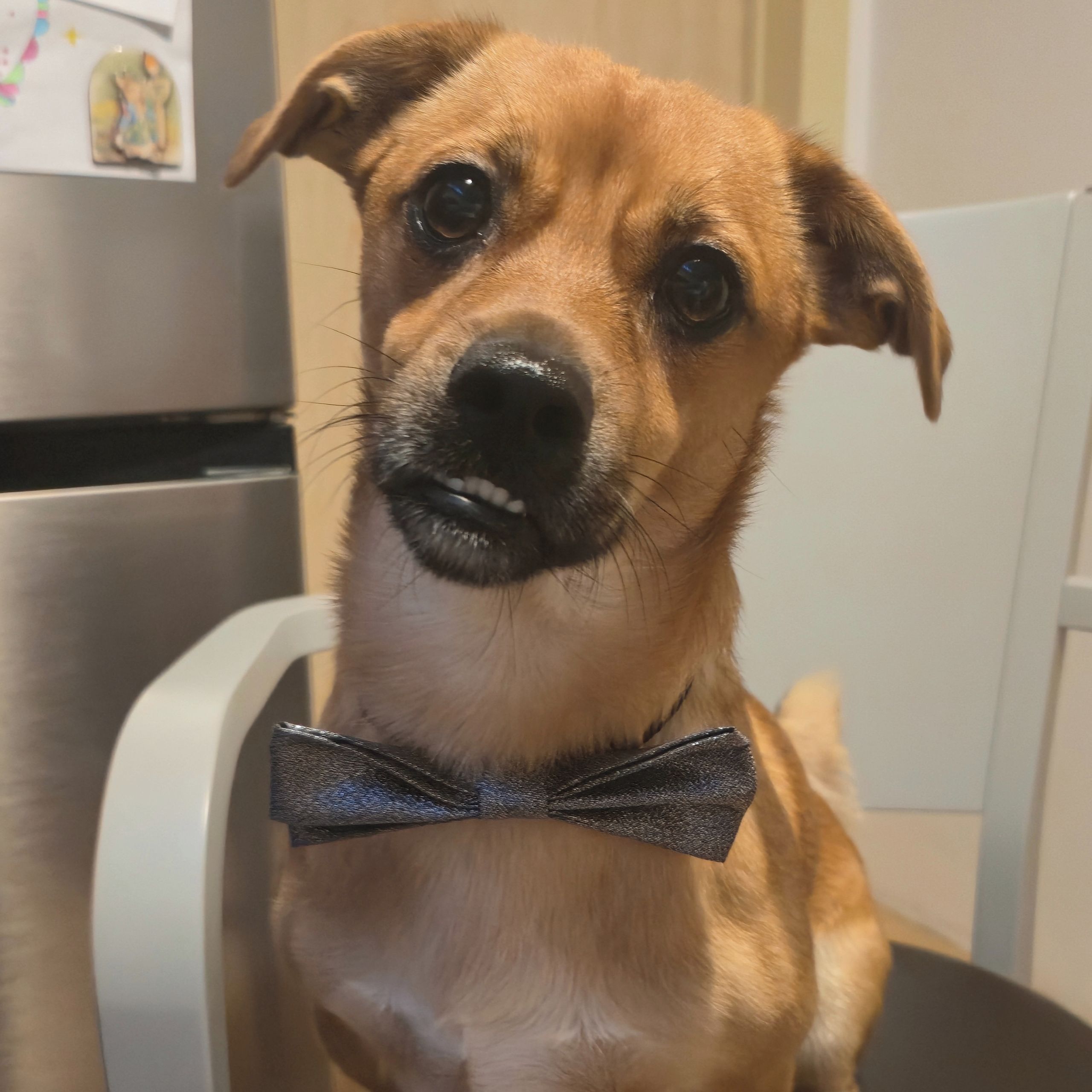 Soutěžní fotografie - Tlapka,  Ostatní