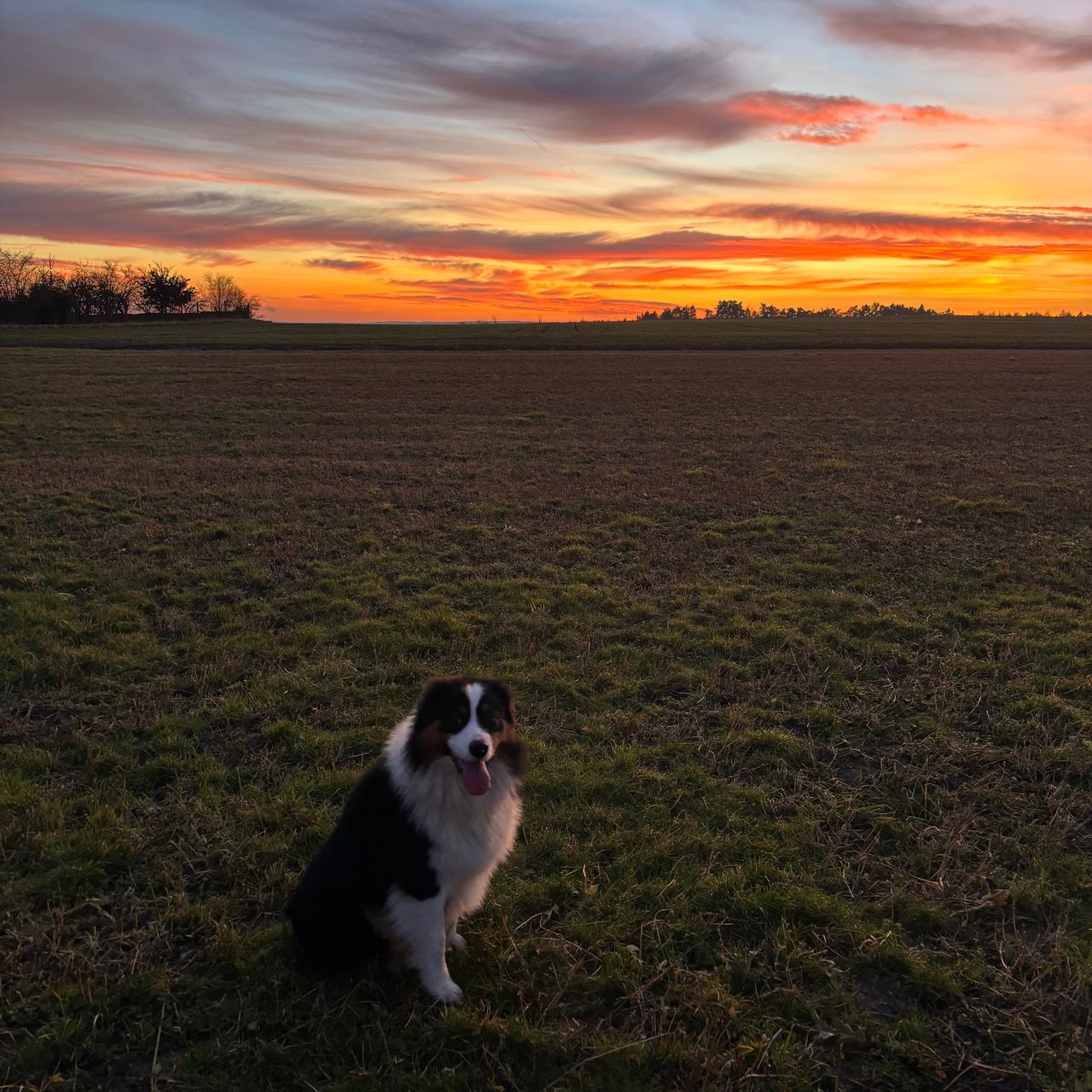 Soutěžní fotografie - Flamík,  Australský ovčák