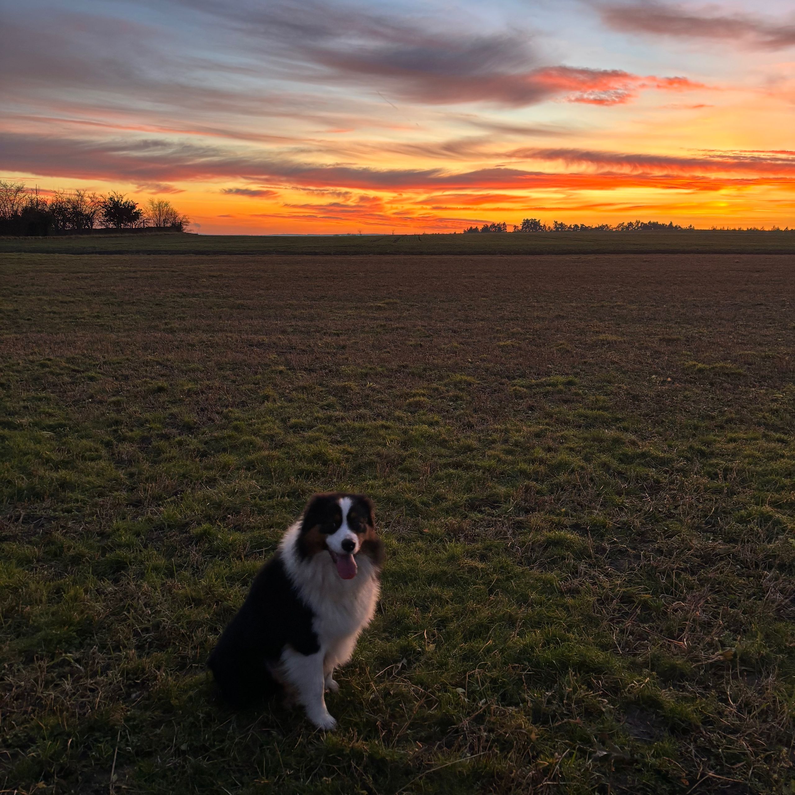 Soutěžní fotografie - Flamík,  Australský ovčák