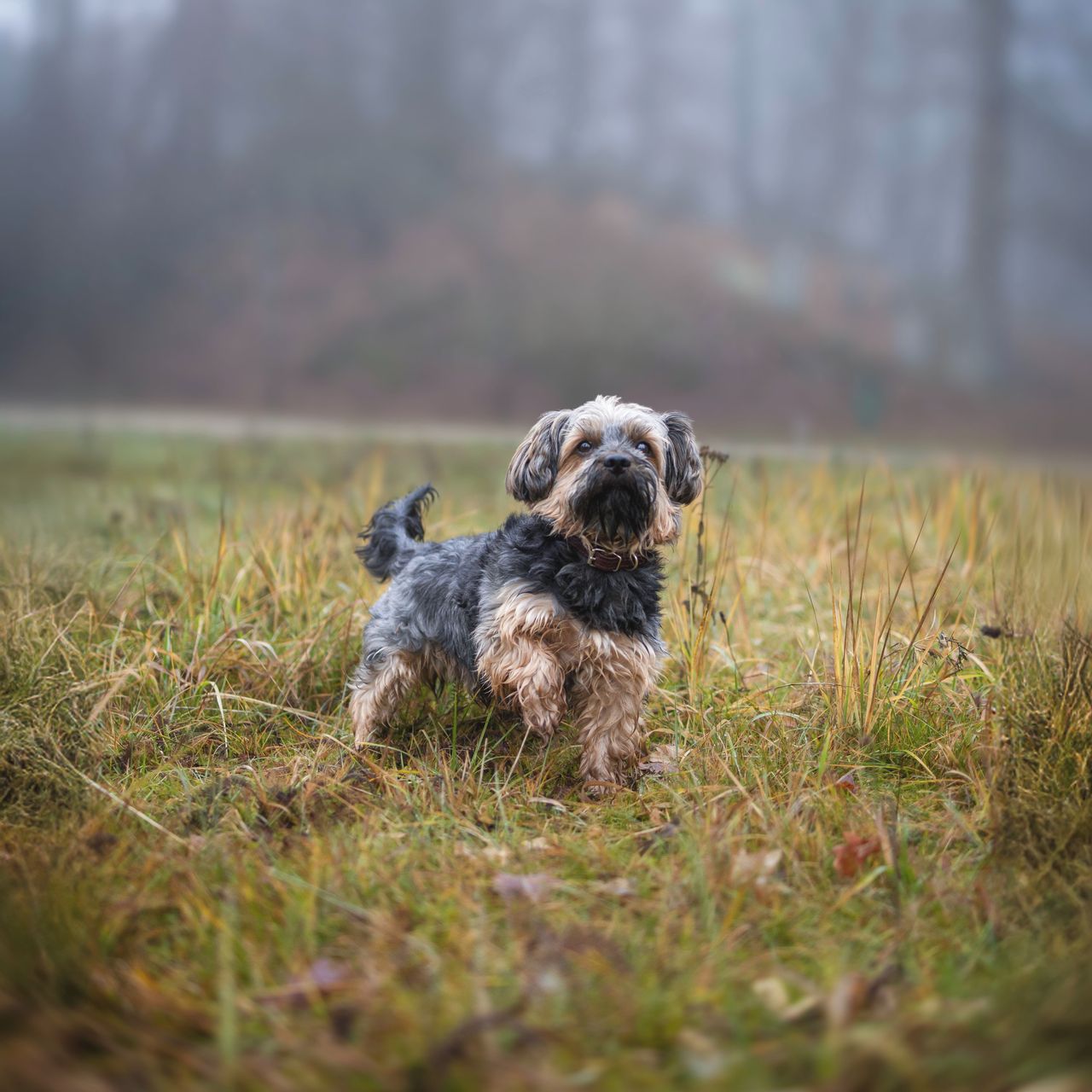 Soutěžní fotografie - Timmy,  Yorkšírský terier