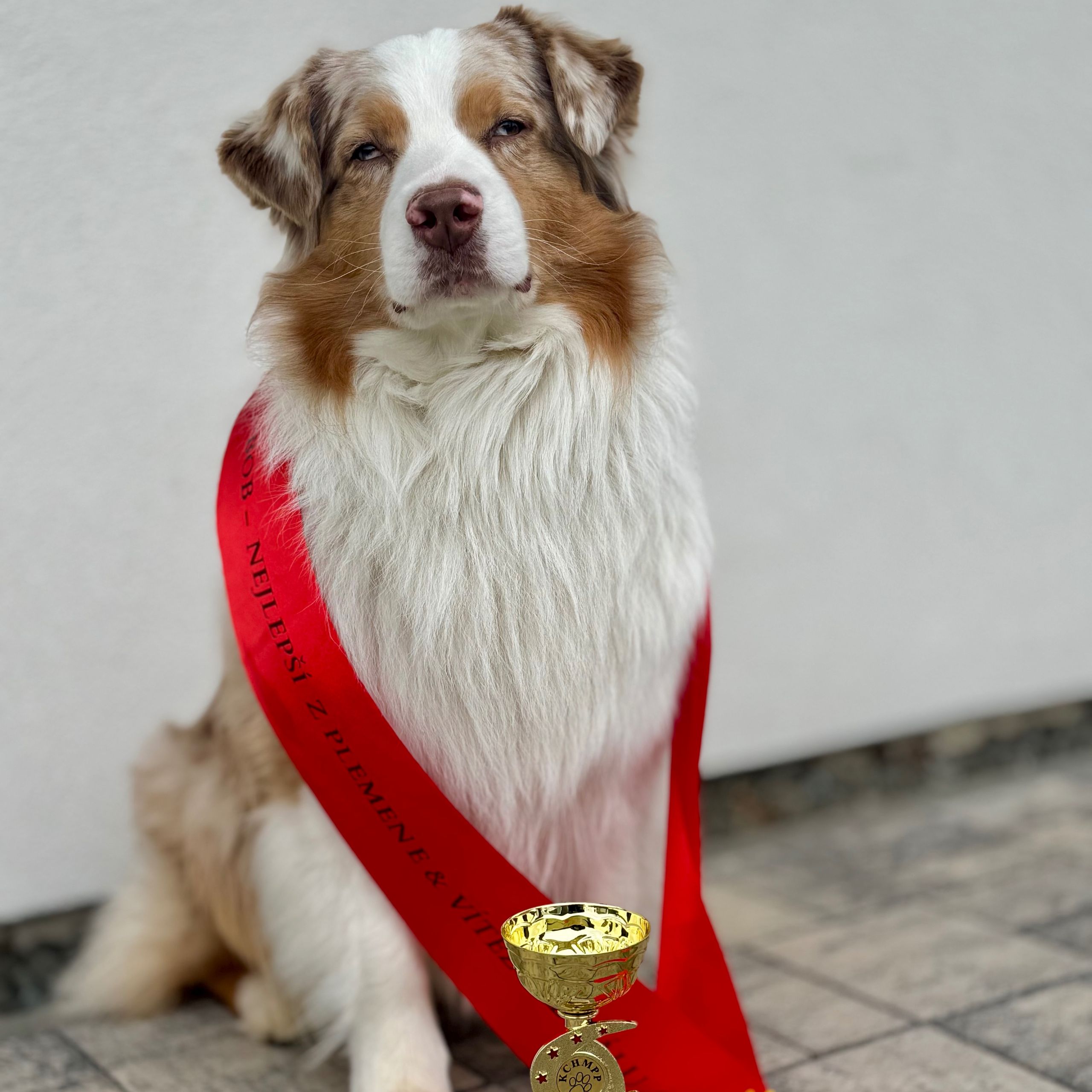 Soutěžní fotografie - Stormy,  Australský ovčák