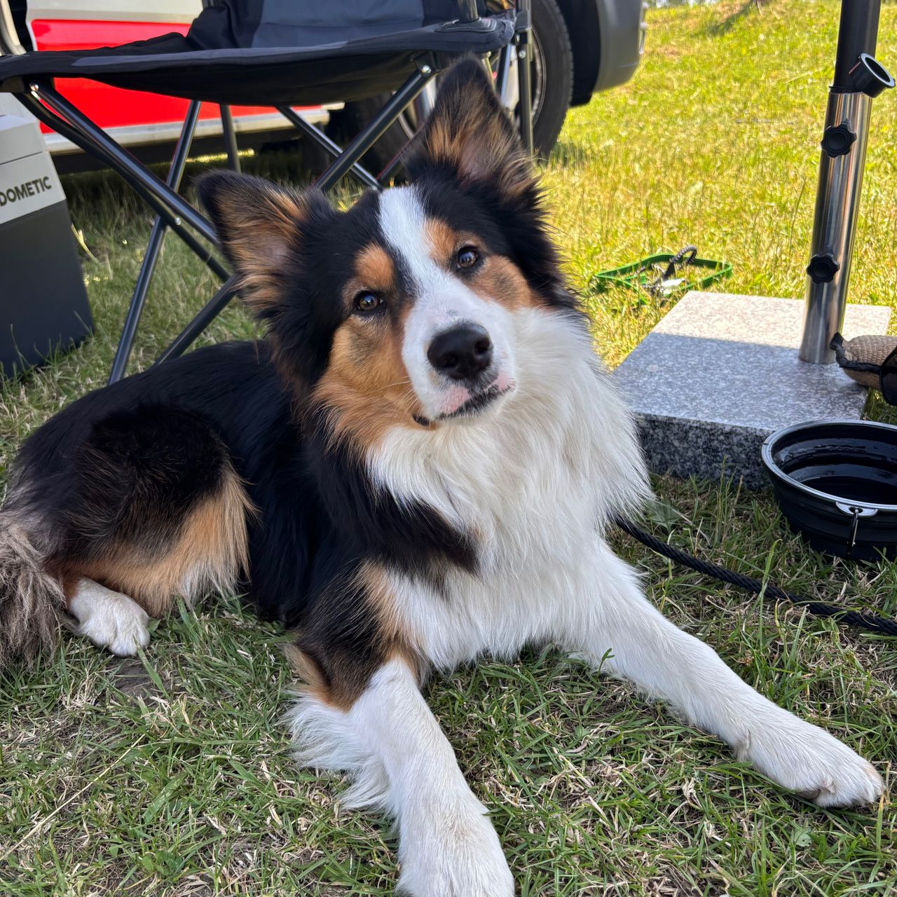 Soutěžní fotografie - Čiko,  Border kolie