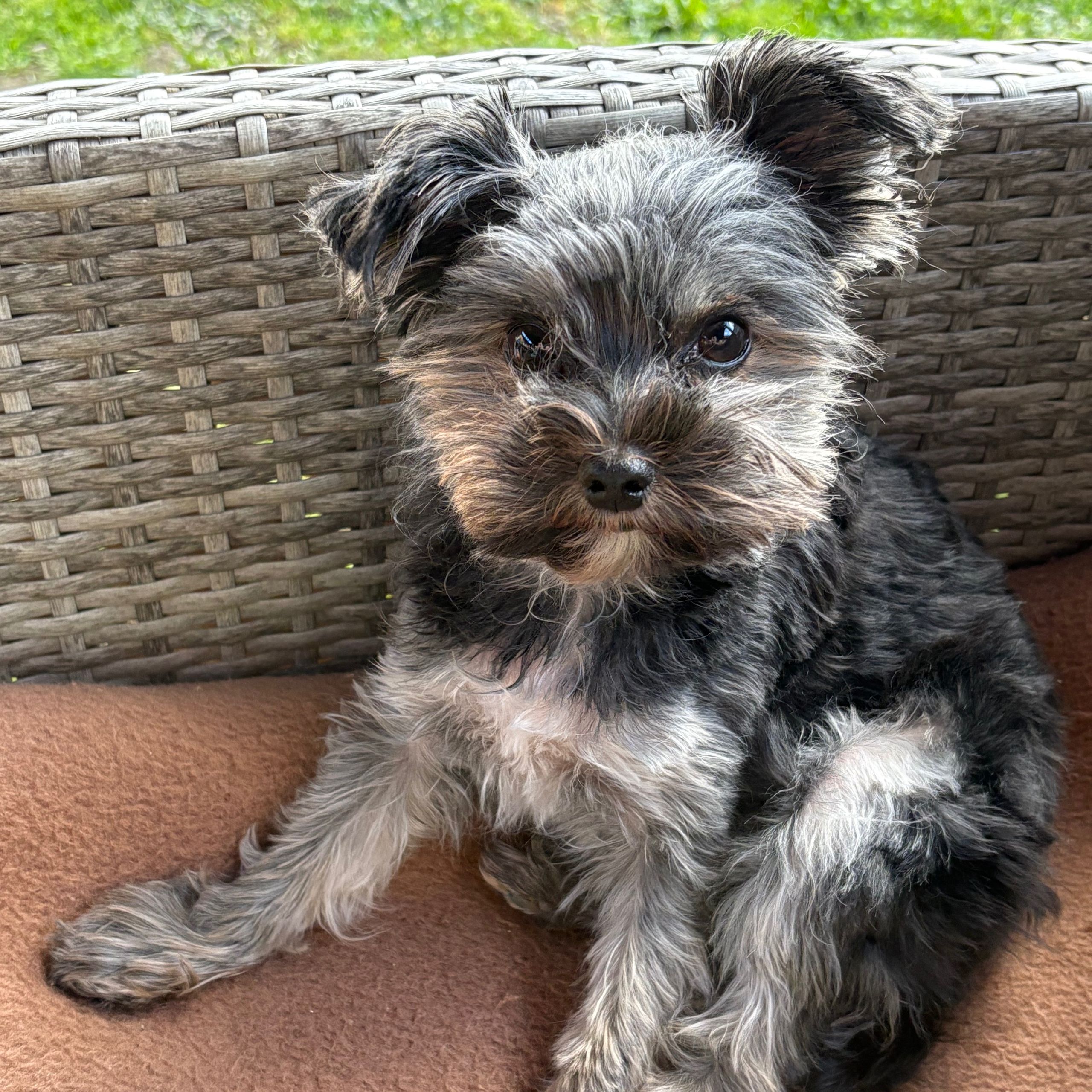 Soutěžní fotografie - Lussy,  Ostatní