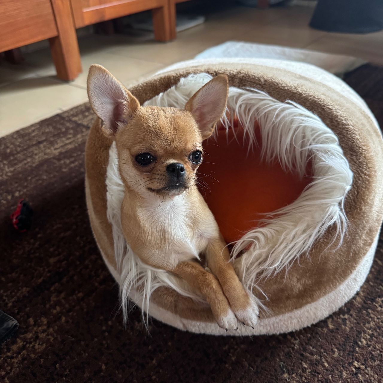 Soutěžní fotografie - Lili,  Čivava