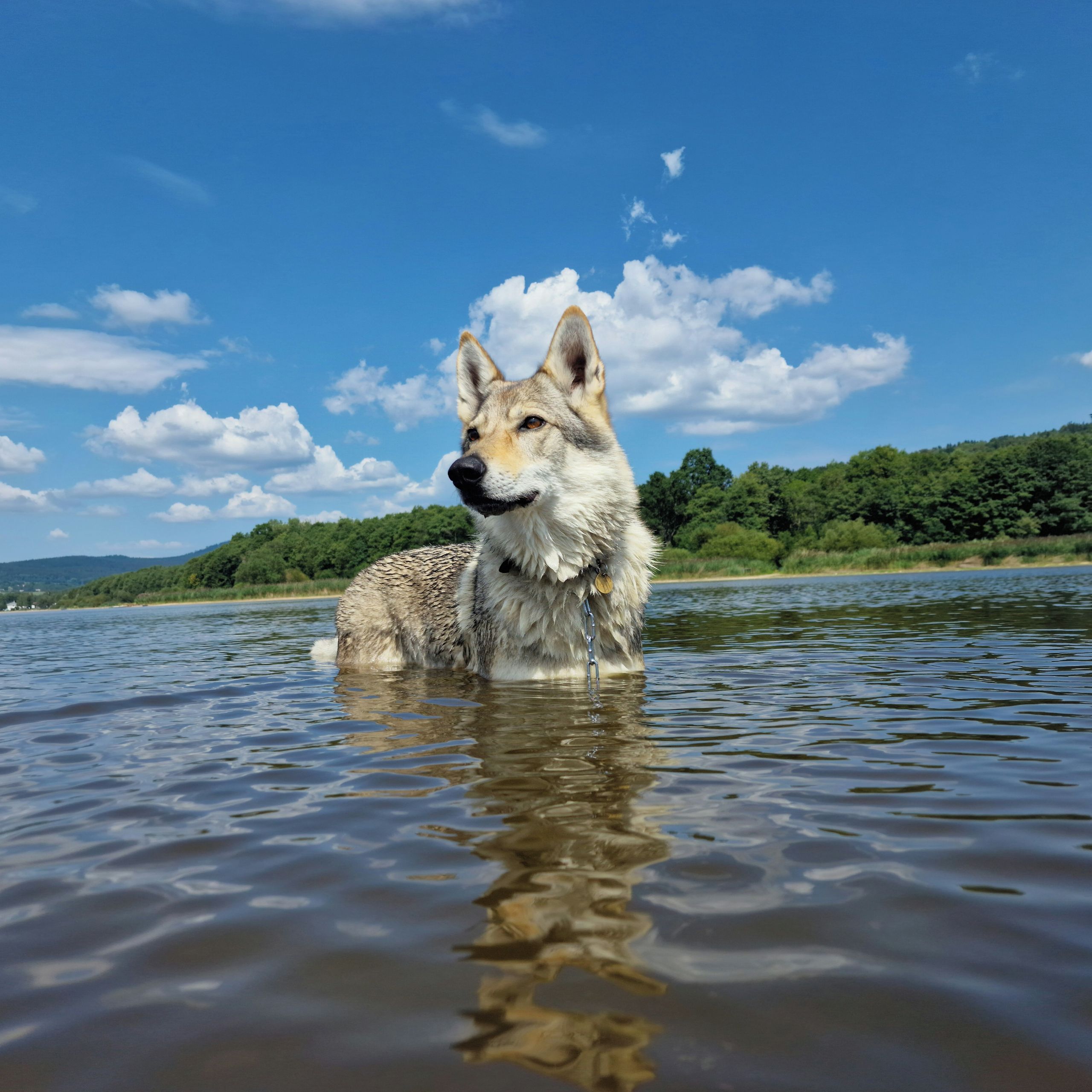 Soutěžní fotografie - Norika,  Československý vlčák