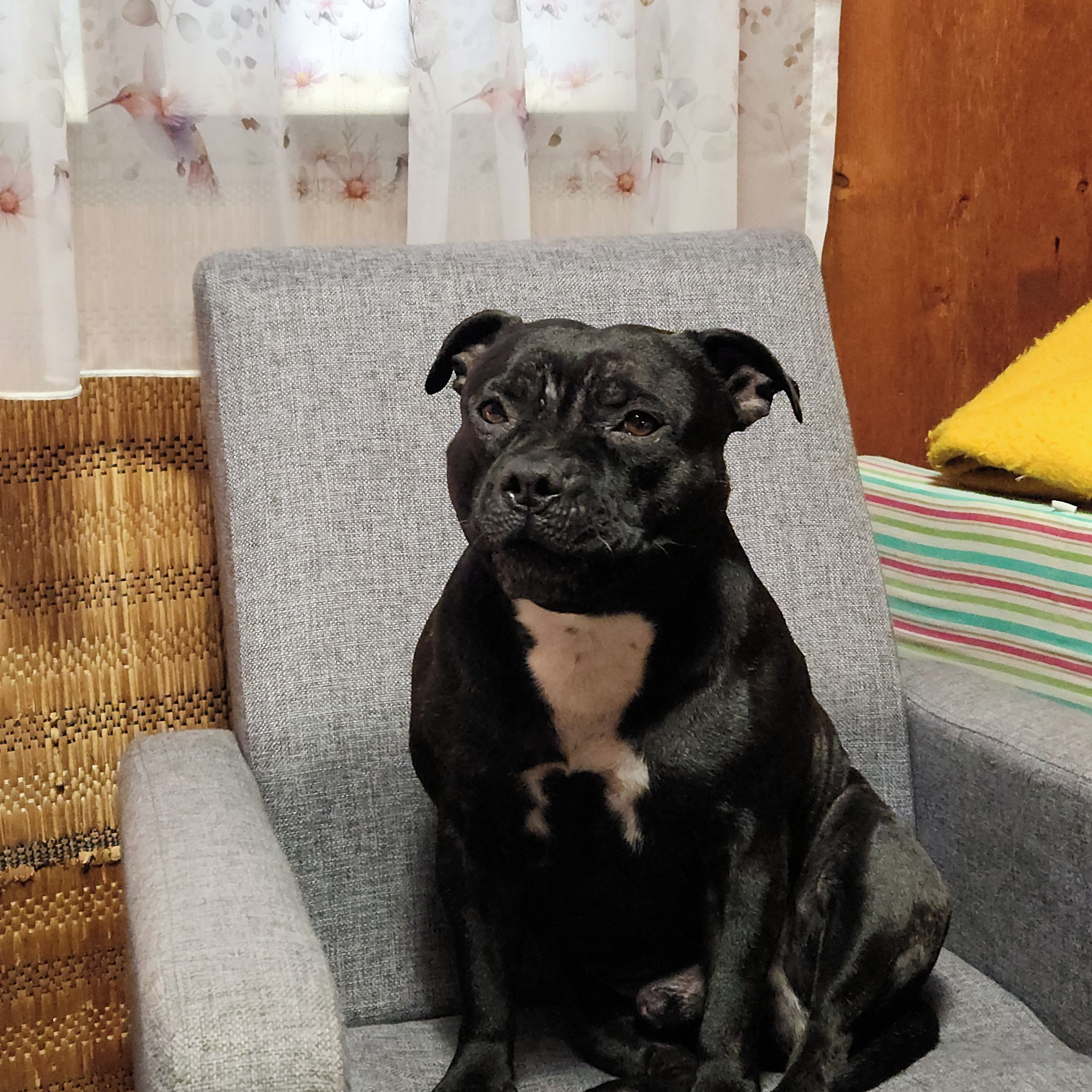 Soutěžní fotografie - Alfik,  Stafordšírský bullterier