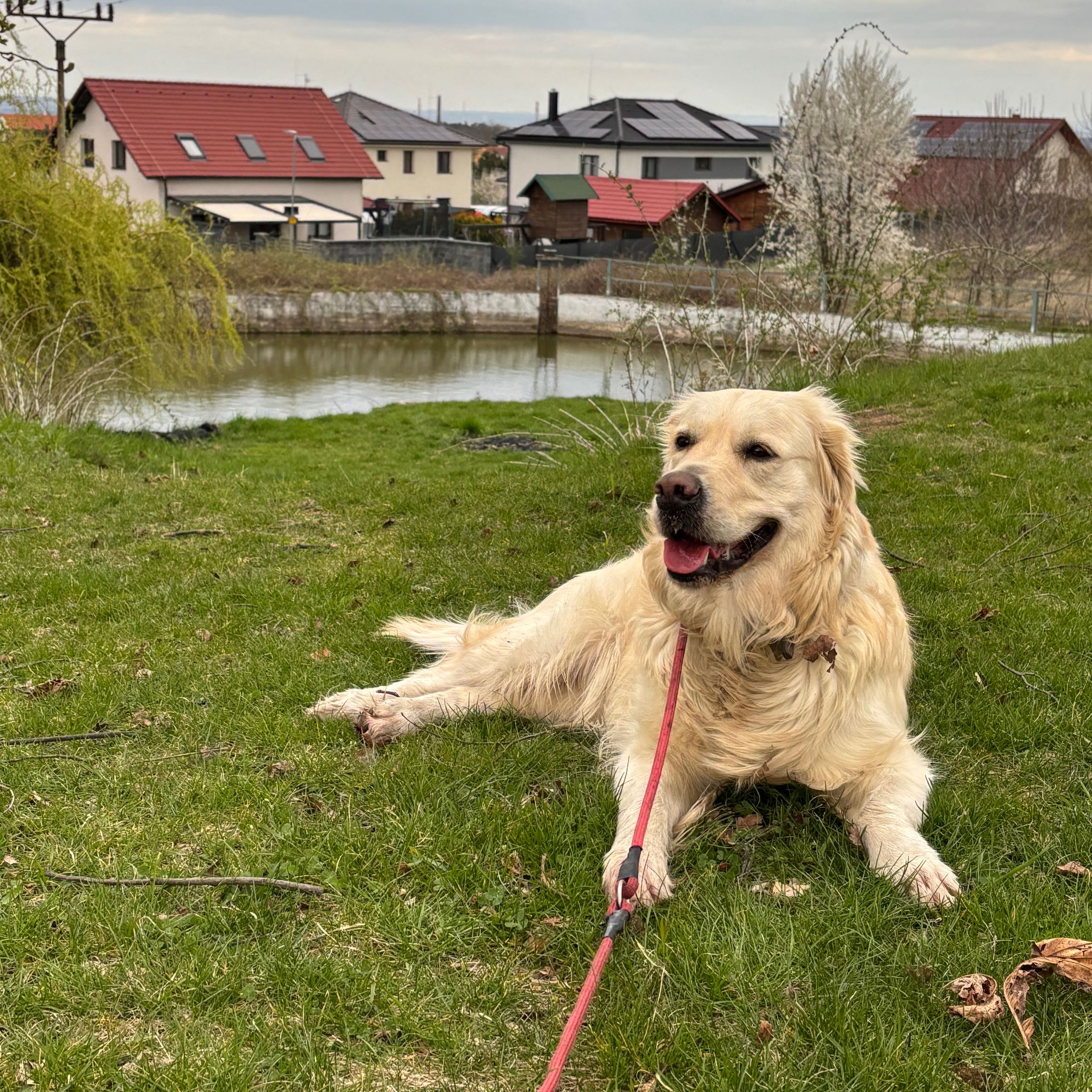 Soutěžní fotografie - Bertička,  Zlatý retriever
