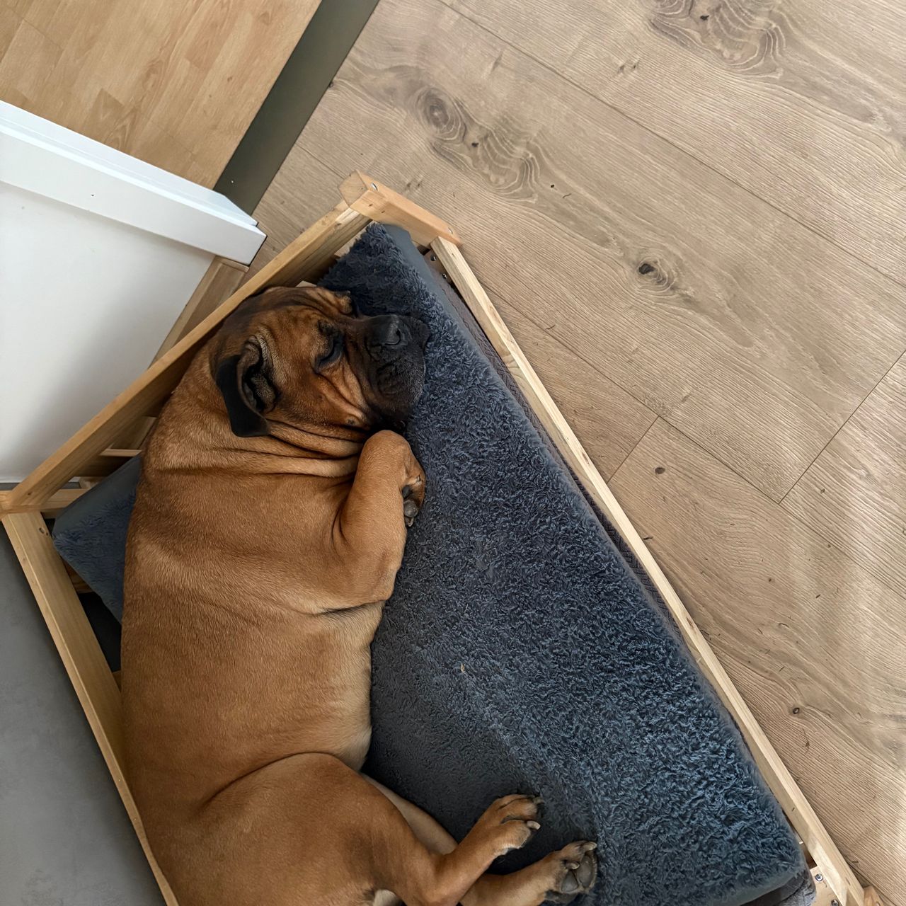 Soutěžní fotografie - Beverly,  Italský corso pes