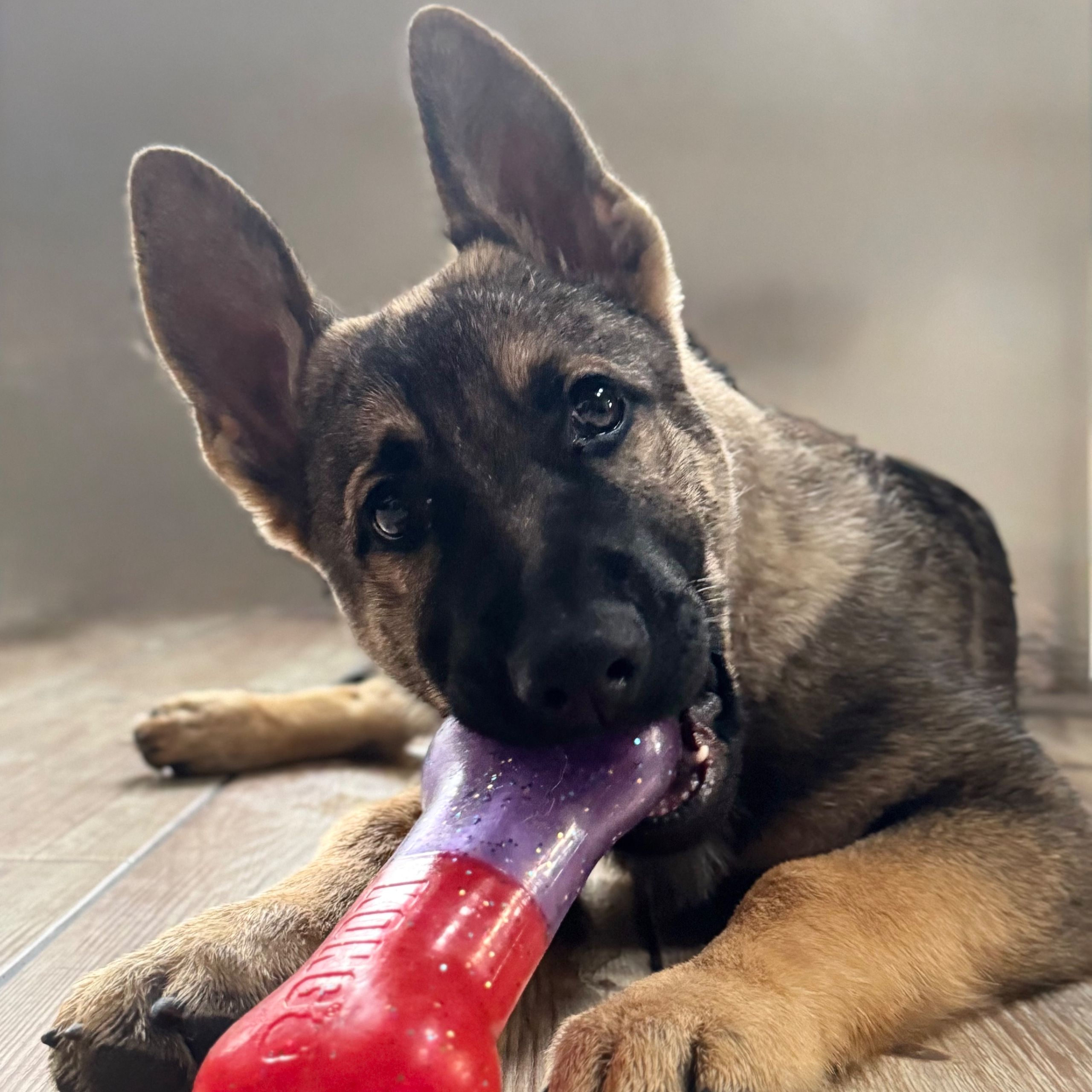 Soutěžní fotografie - Ria,  Německý ovčák