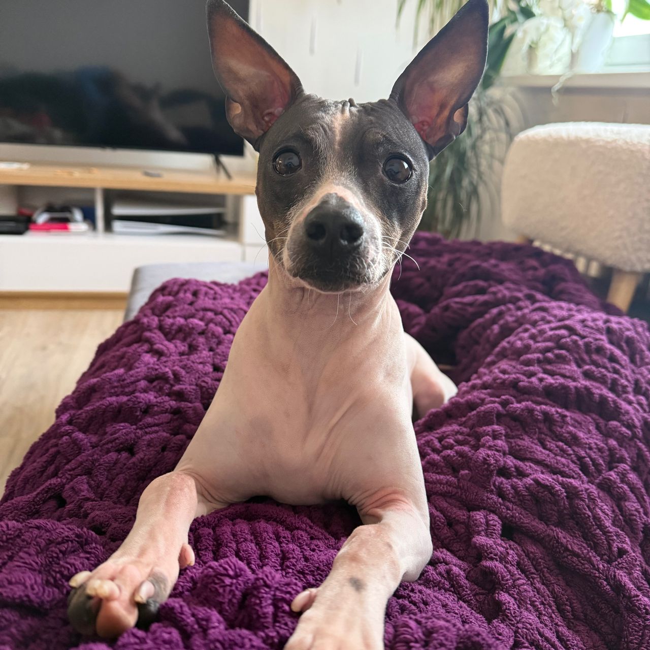 Soutěžní fotografie - Ellie,  Americký bezsrstý terier