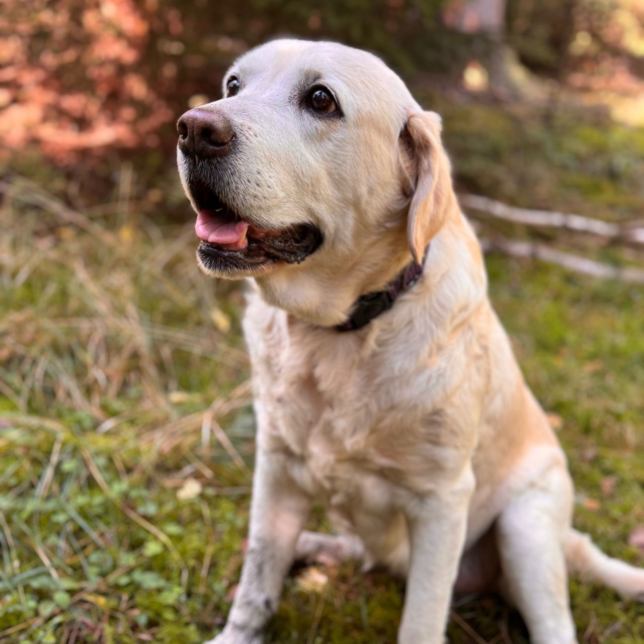 Soutěžní fotografie - Matylda,  Labradorský retriever