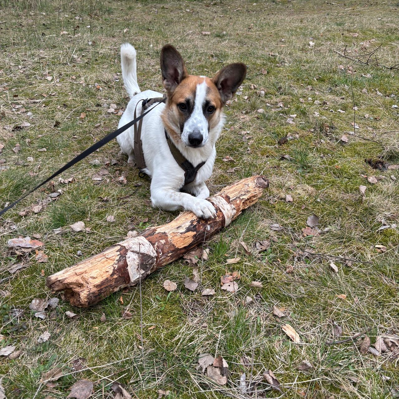 Soutěžní fotografie - Max,  Ostatní