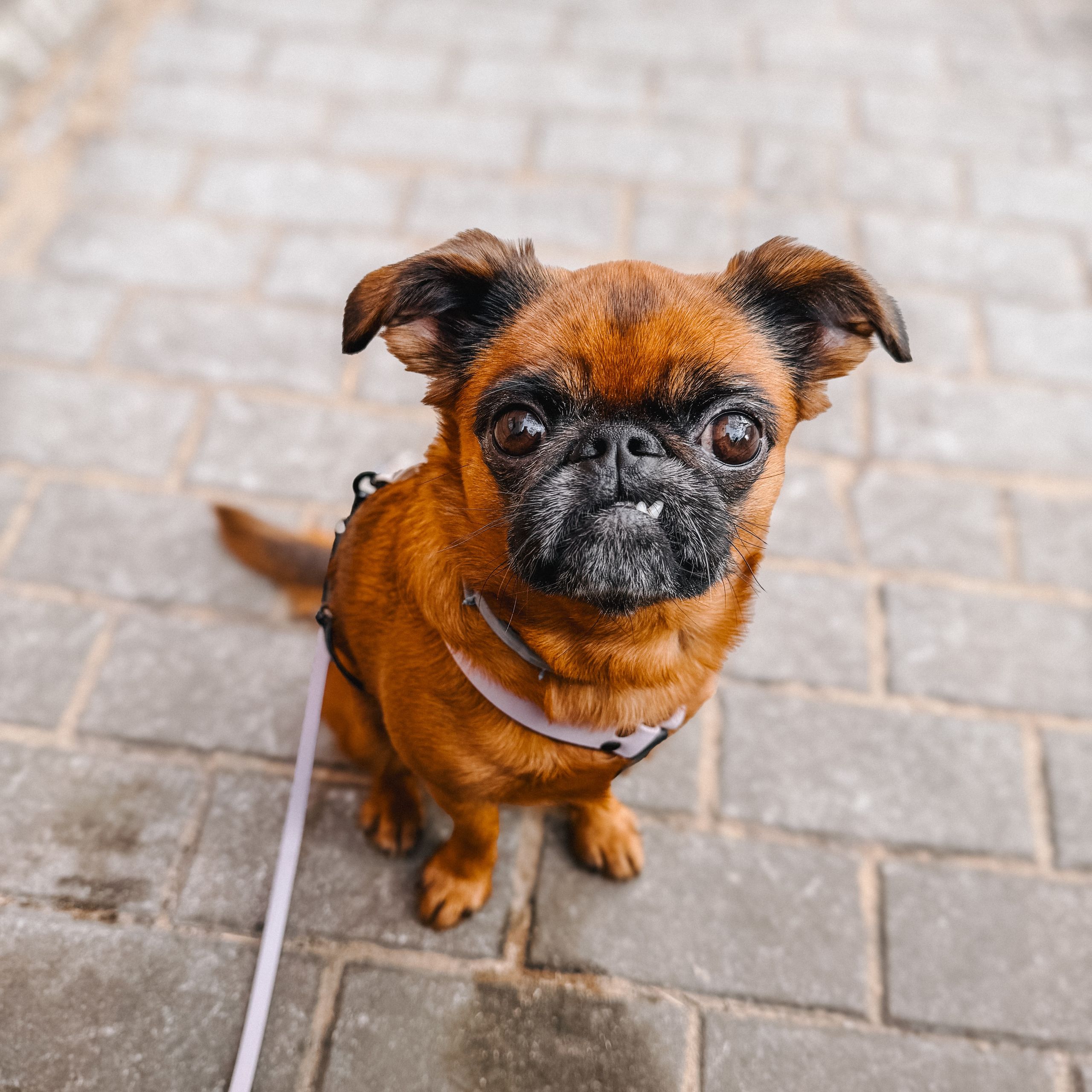 Soutěžní fotografie - Ernie,  Brabantík Petit