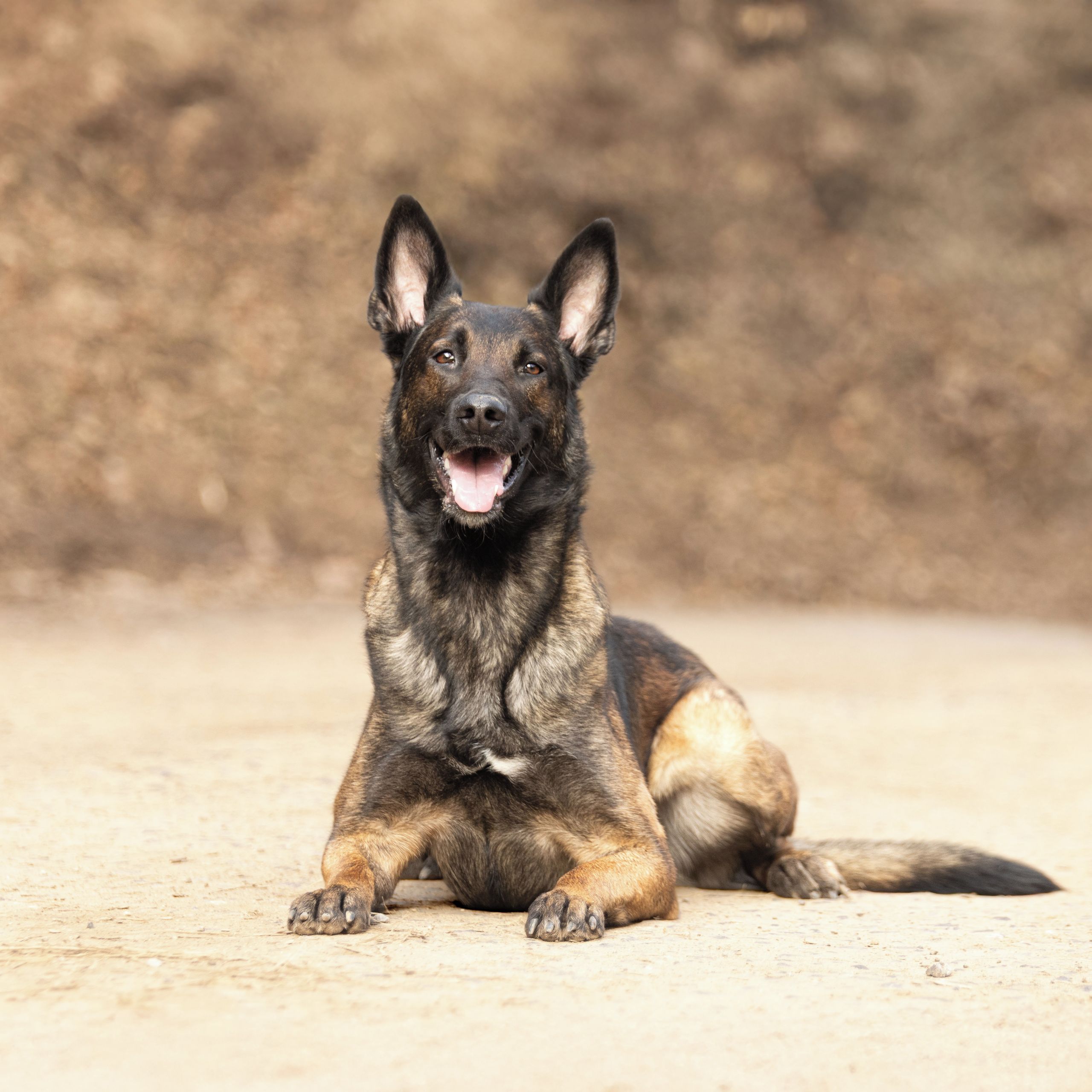 Soutěžní fotografie - Arka Kosový potok,  Belgický ovčák - Malinois