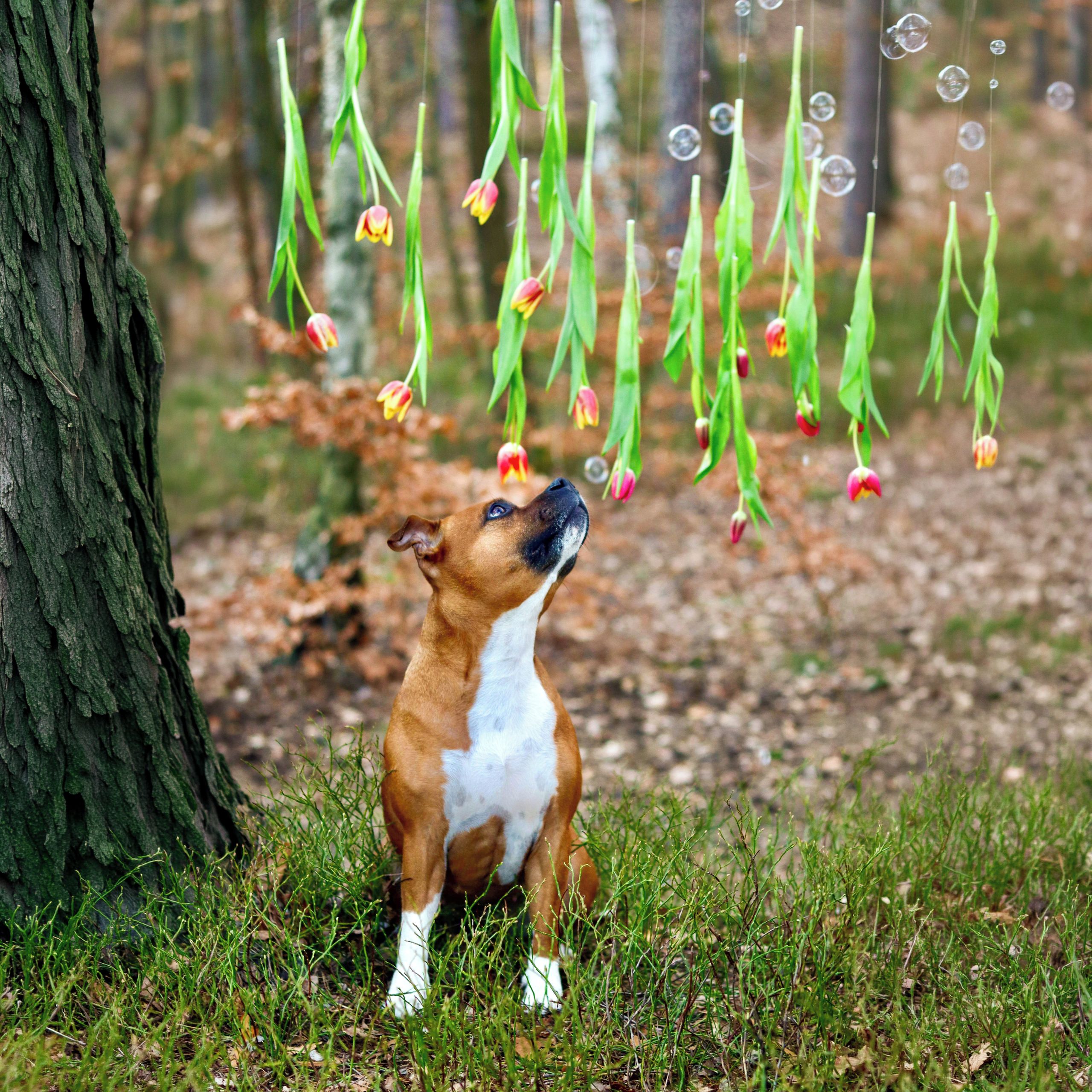 Soutěžní fotografie - Amy,  Stafordšírský bullterier
