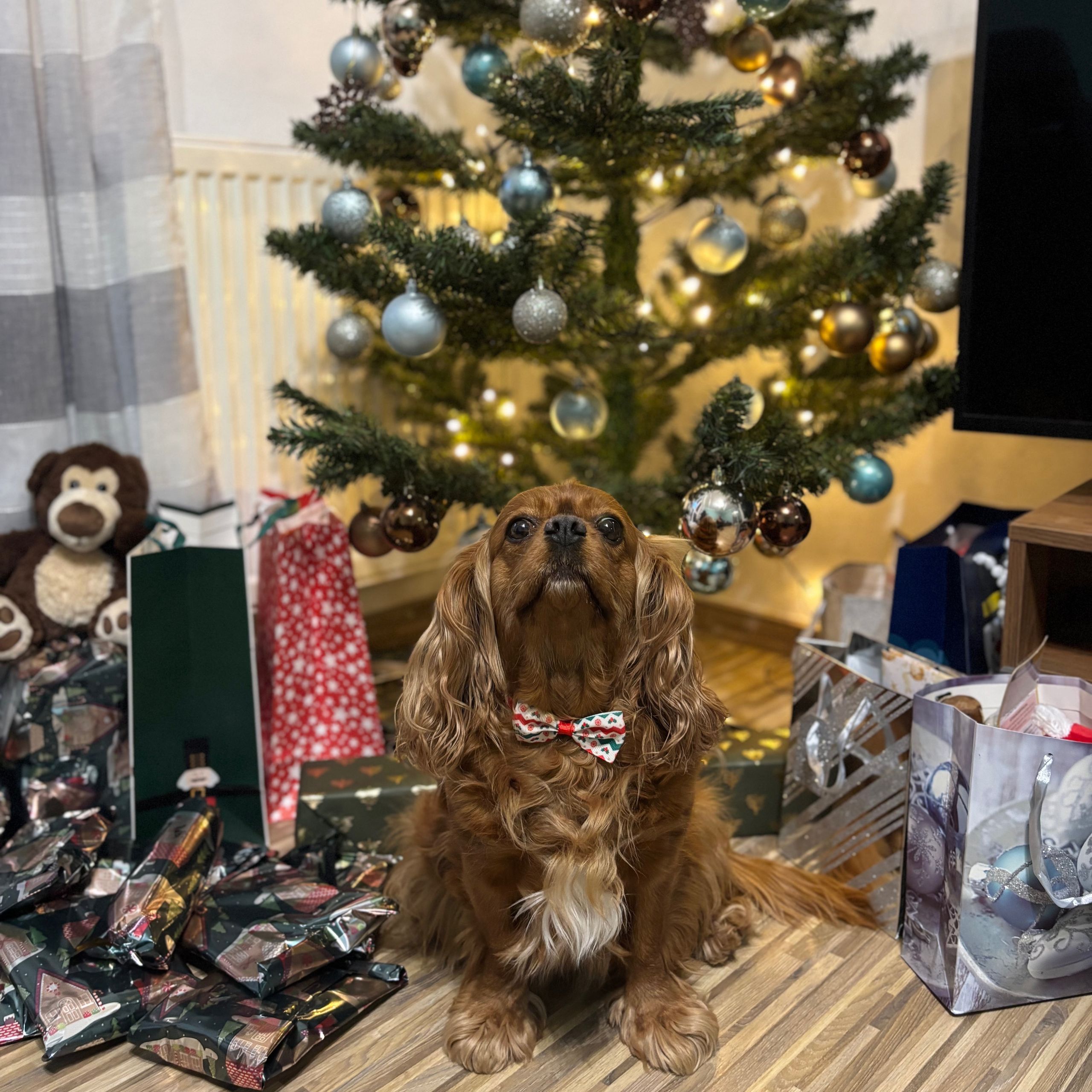 Soutěžní fotografie - Rozárka,  King Charles španěl