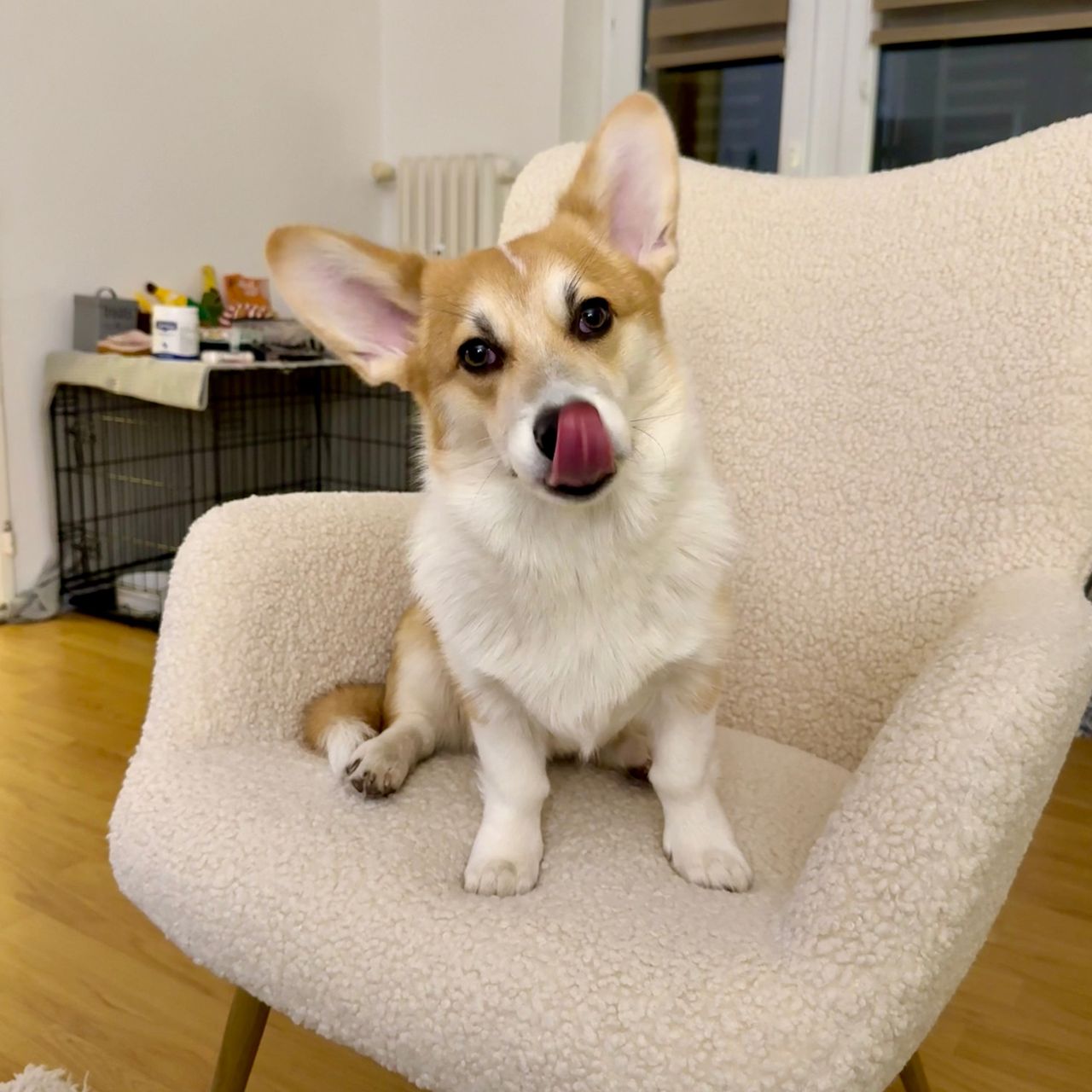 Soutěžní fotografie - Lupin,  Welsh Corgi Pembroke