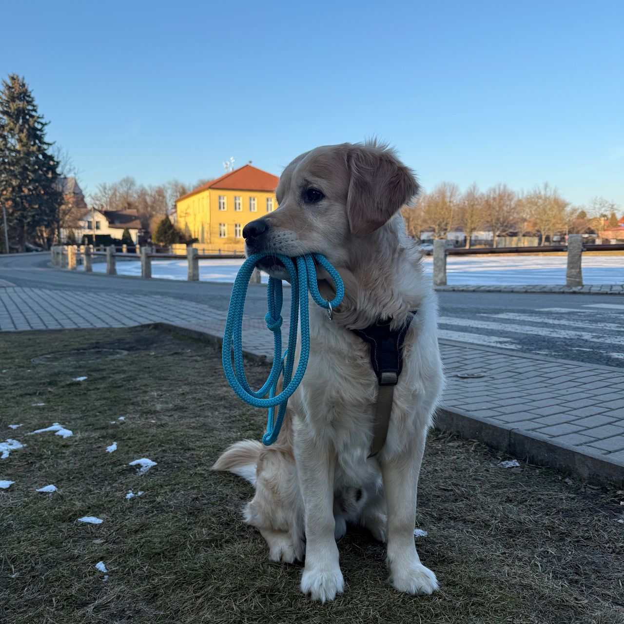 Soutěžní fotografie - Eda,  Zlatý retriever