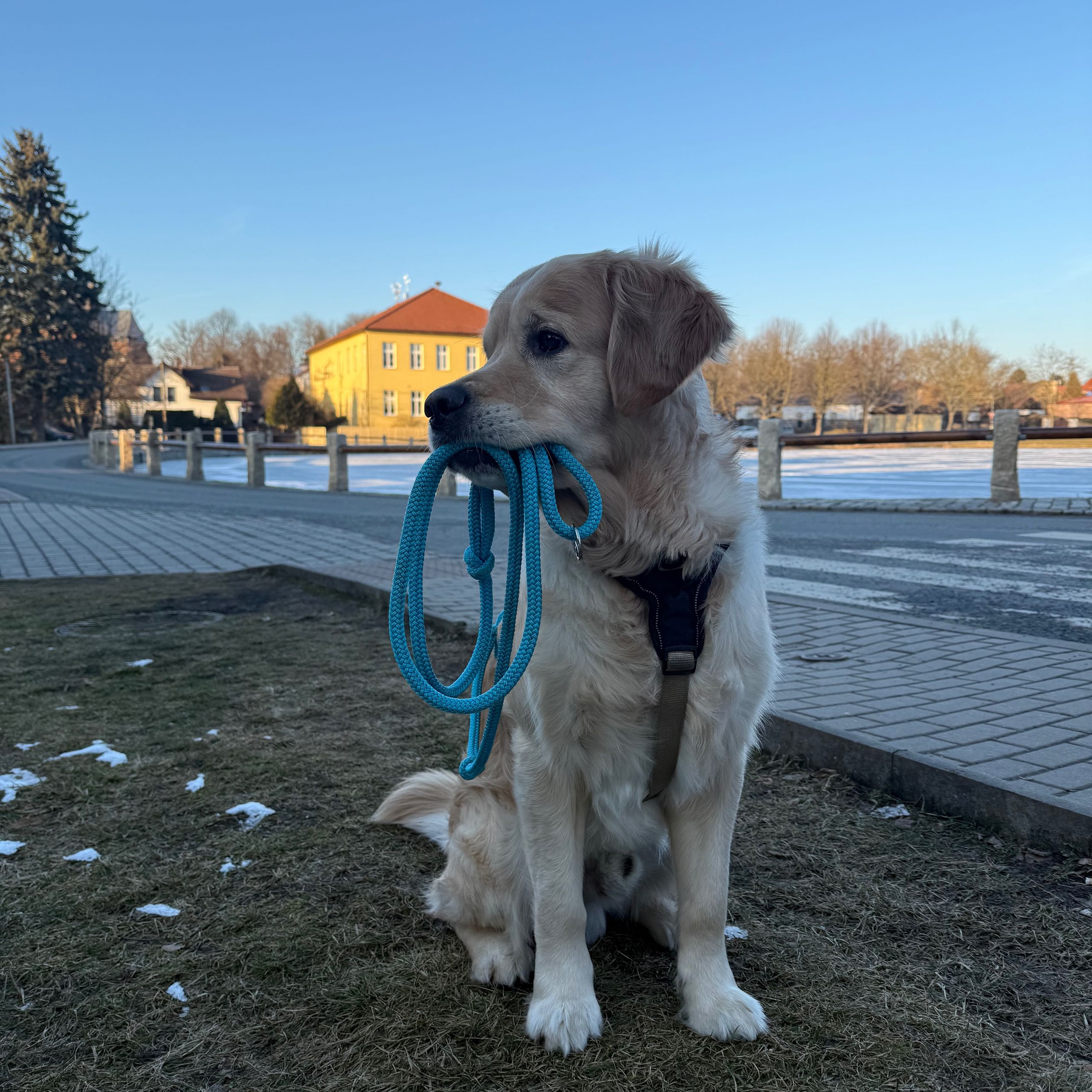 Soutěžní fotografie - Eda,  Zlatý retriever