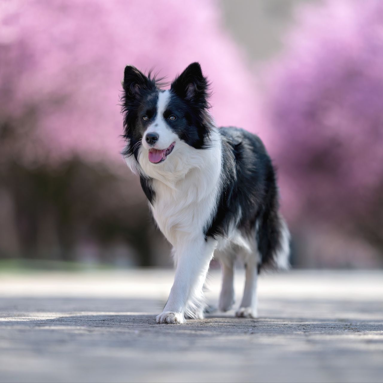 Soutěžní fotografie - Bailey,  Border kolie