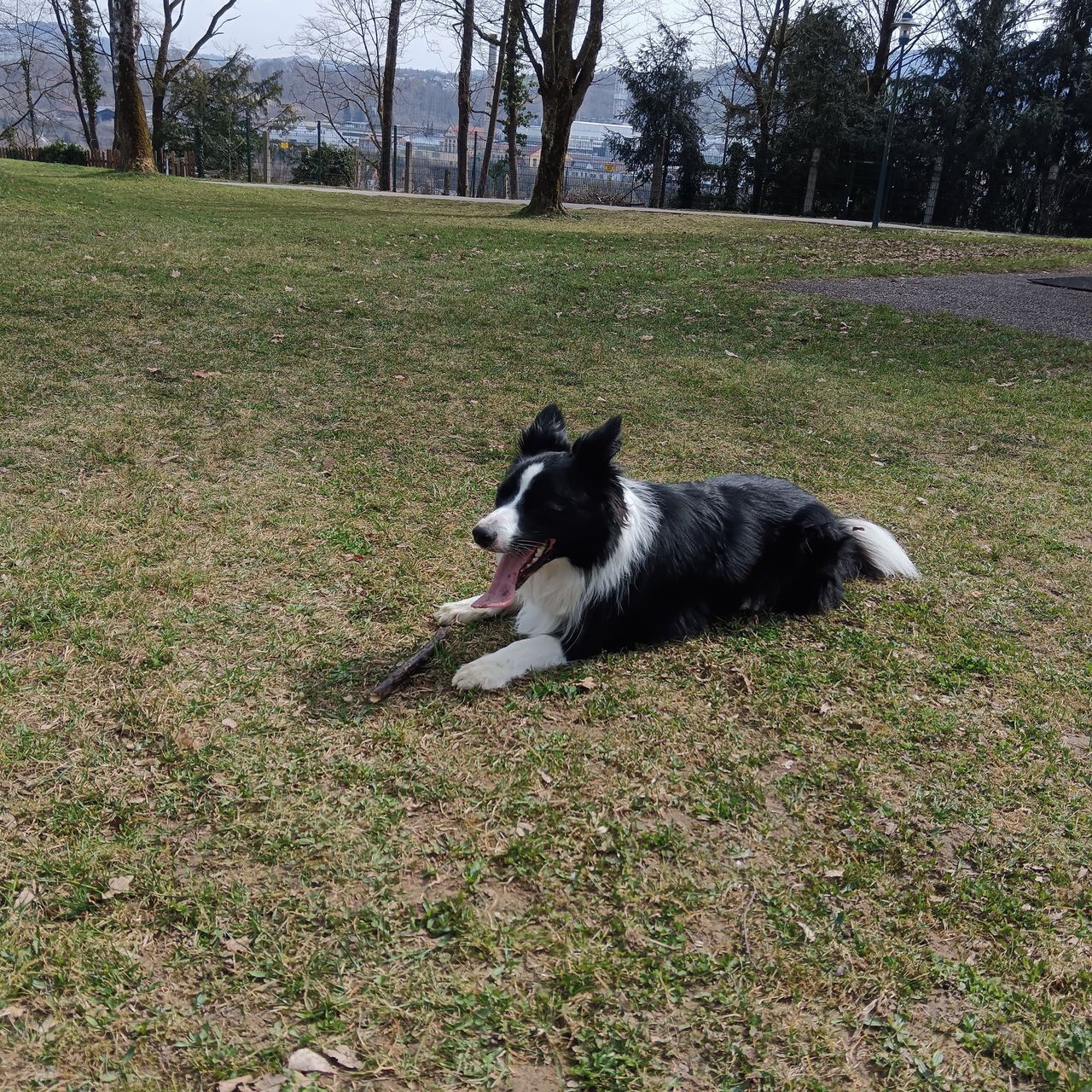 Soutěžní fotografie - Merlin,  Border kolie