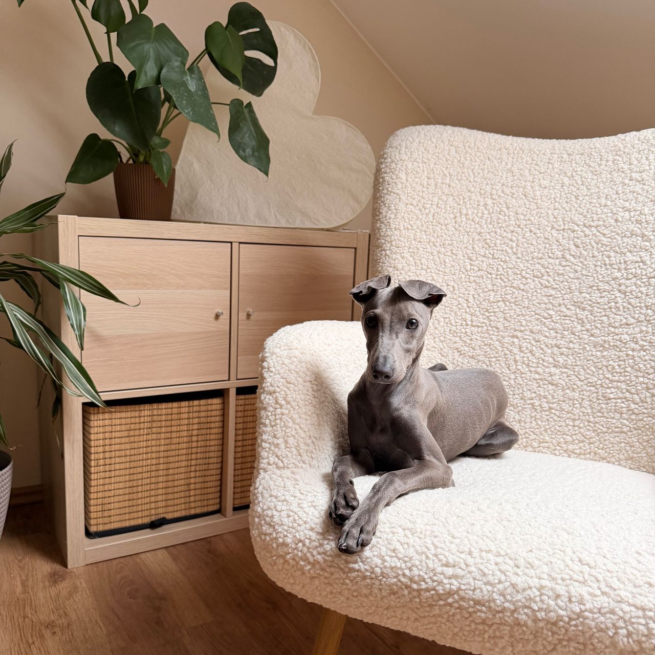 Soutěžní fotografie - Uriáš,  Italský chrtík