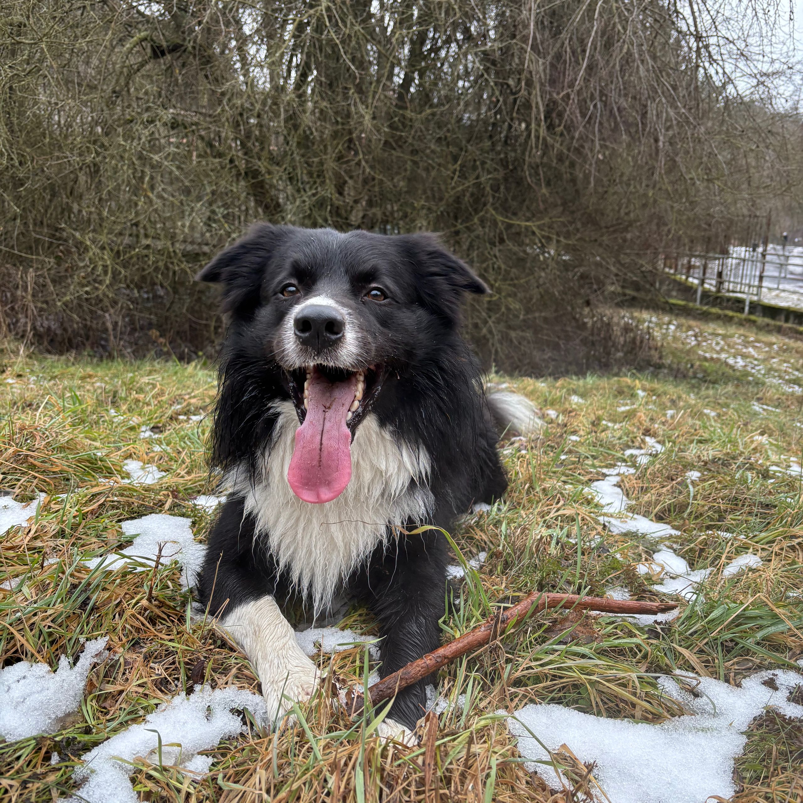 Soutěžní fotografie - Kája,  Border kolie