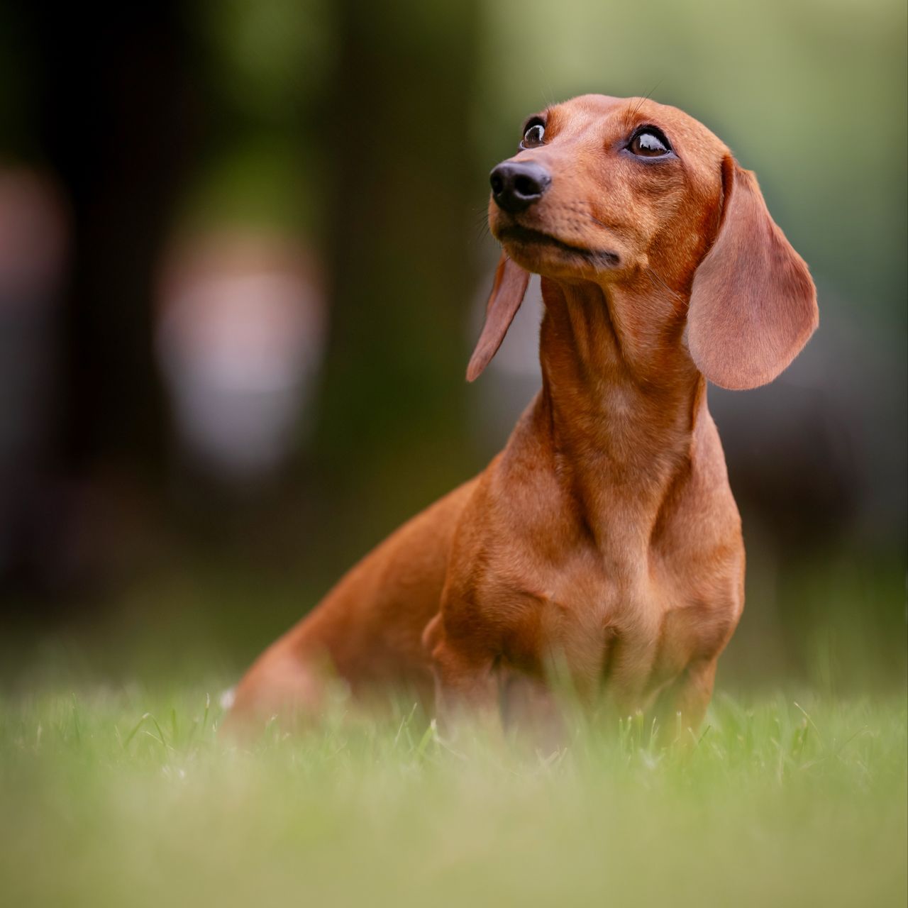 Soutěžní fotografie - Willík,  Jezevčík