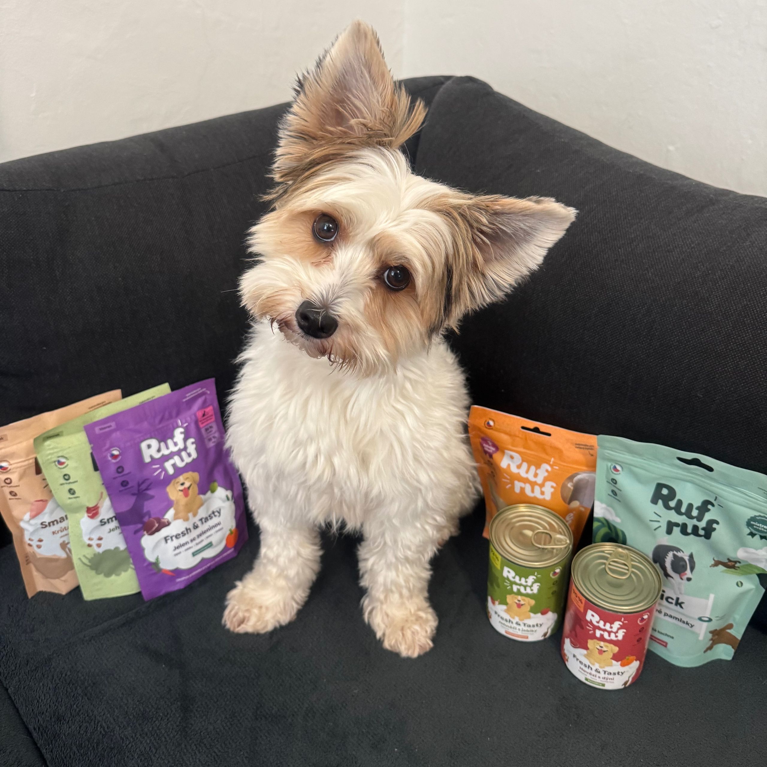 Soutěžní fotografie - Ronny,  Yorkšírský terier