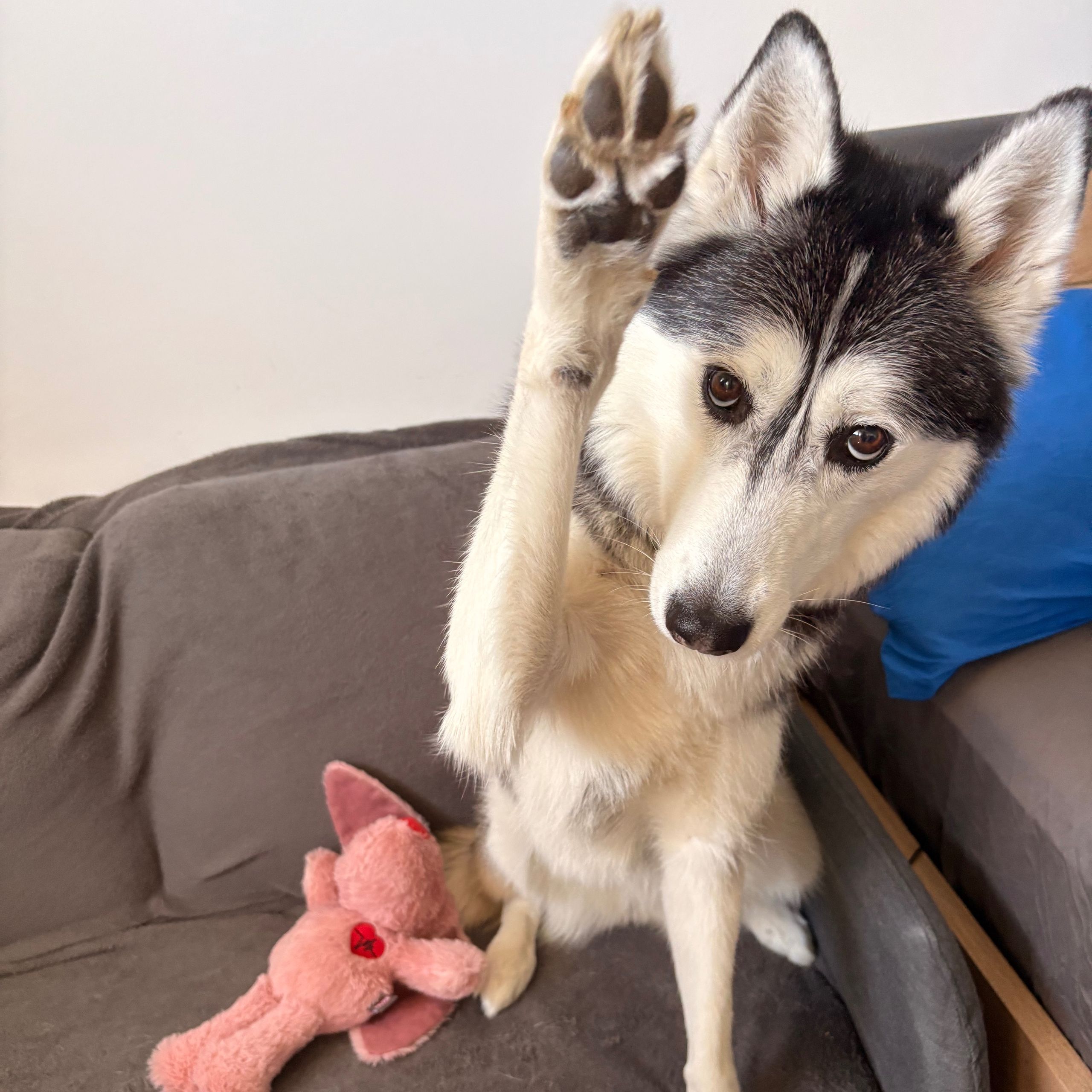 Soutěžní fotografie - Dixie,  Sibiřský husky