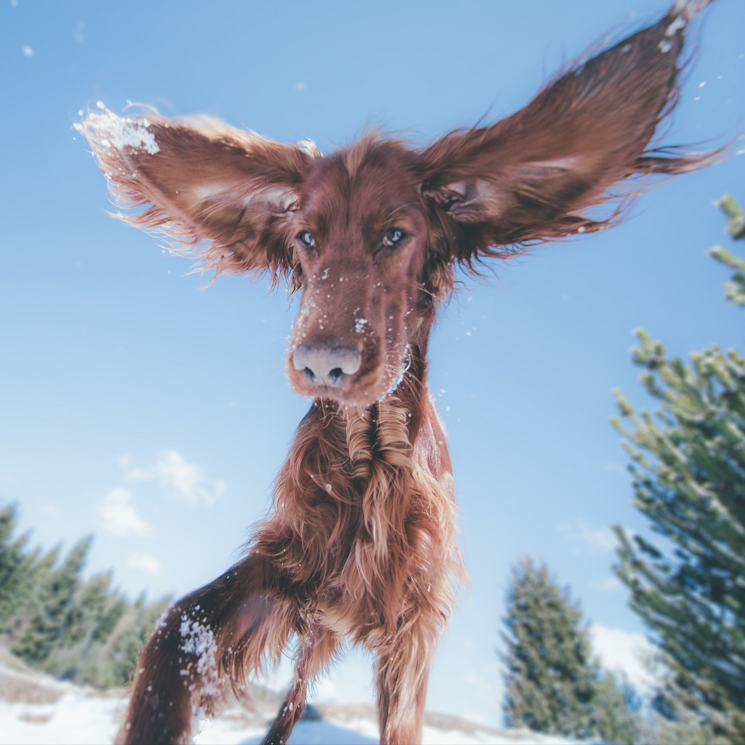 Soutěžní fotografie - Baloo,  Irský setr
