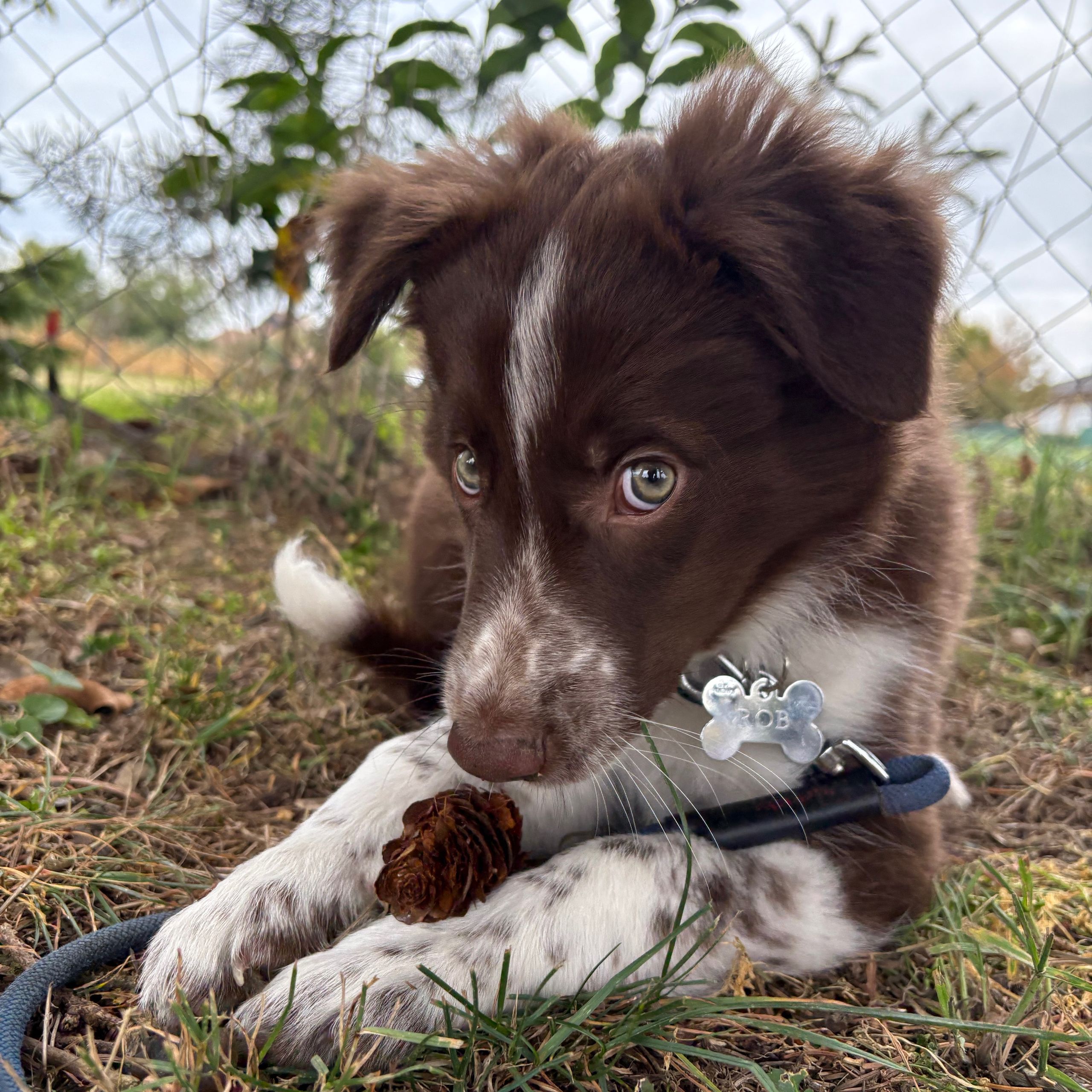 Soutěžní fotografie - Robík,  Border kolie