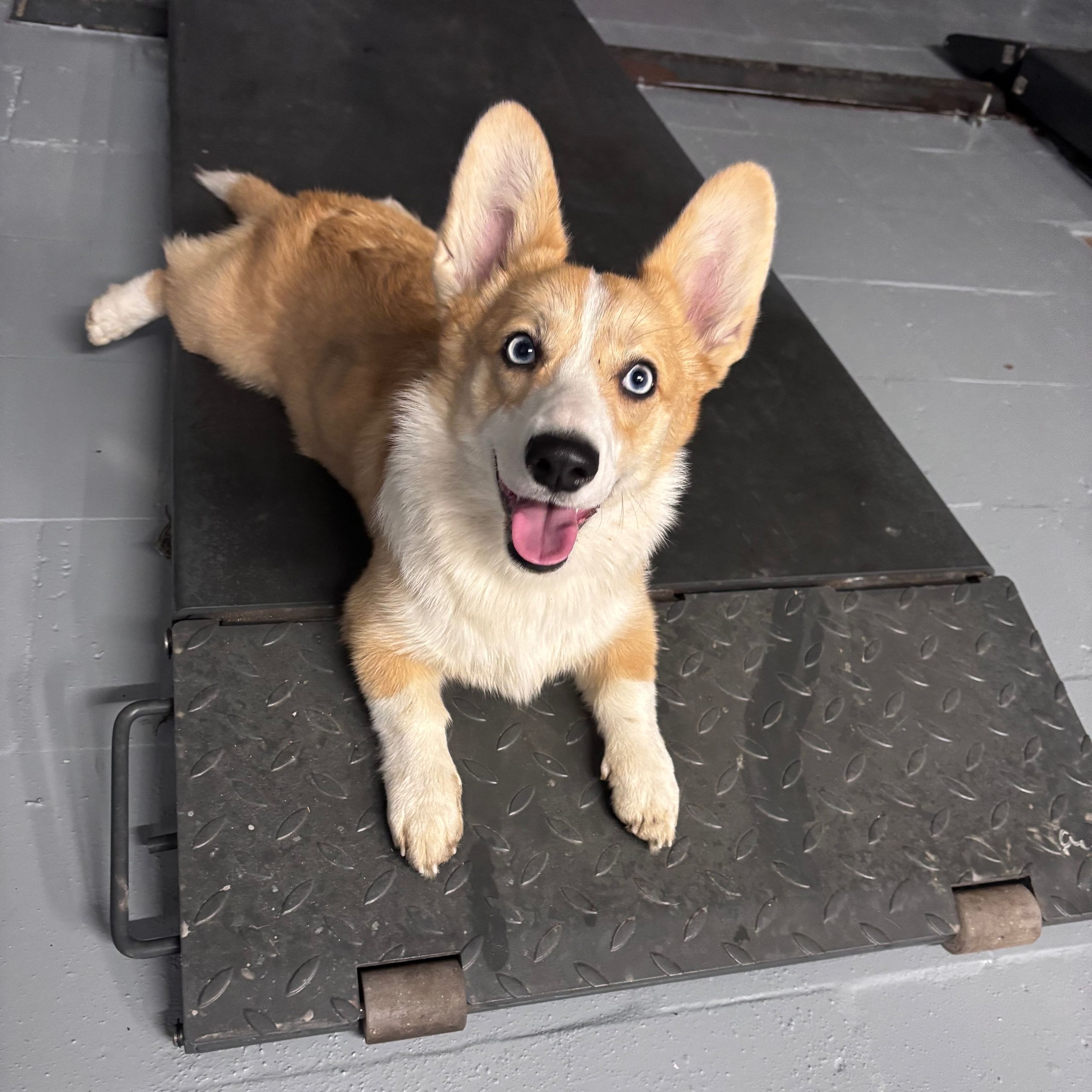 Soutěžní fotografie - Lily,  Welsh Corgi Pembroke