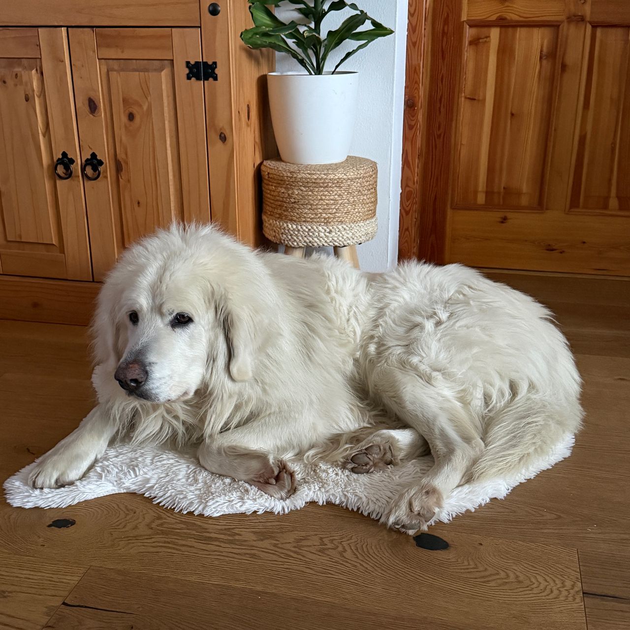 Soutěžní fotografie - Sam,  Slovenský čuvač