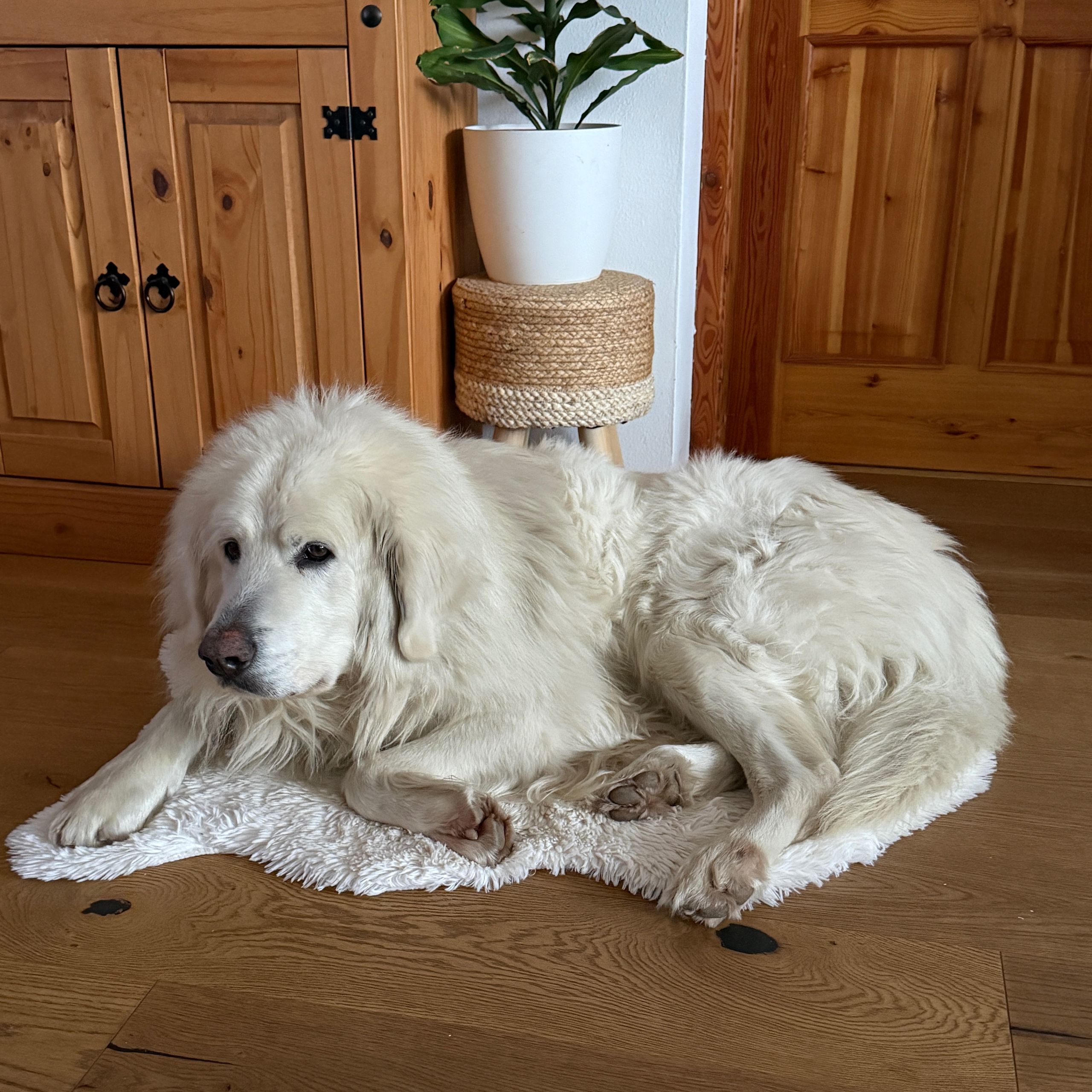 Soutěžní fotografie - Sam,  Slovenský čuvač