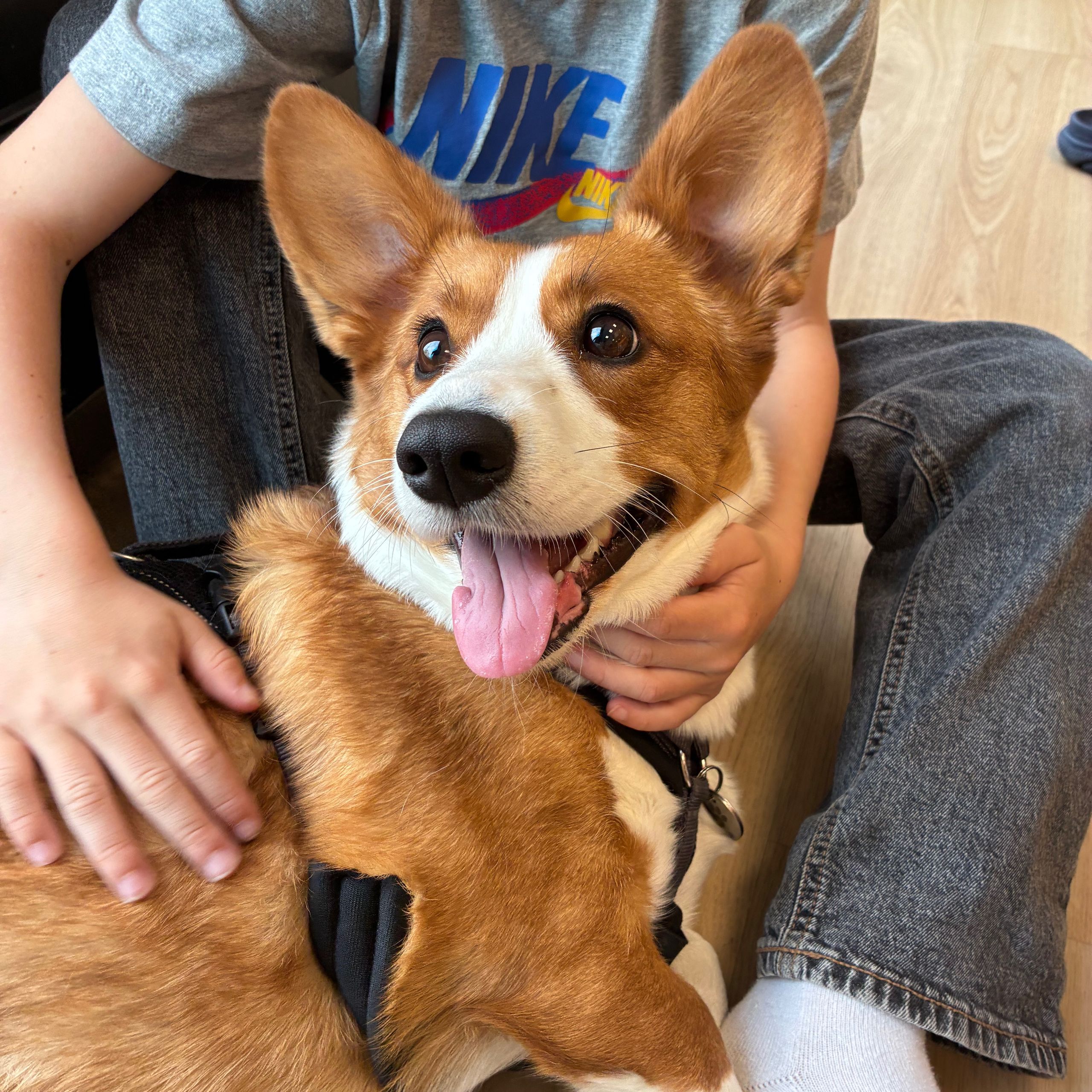 Soutěžní fotografie - Yuriko,  Welsh Corgi Cardigan