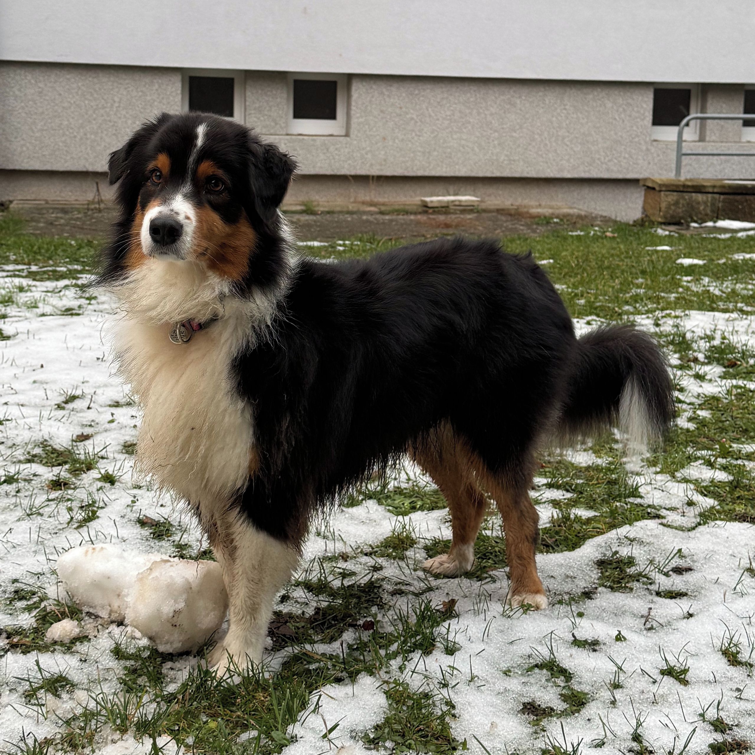 Soutěžní fotografie - Rosie,  Australský ovčák