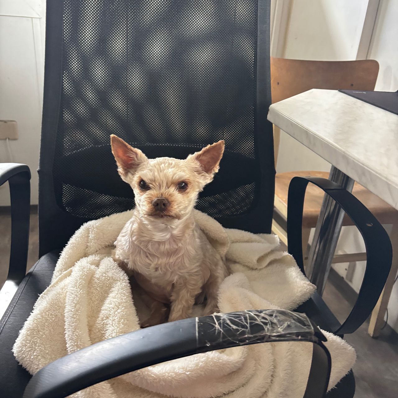 Soutěžní fotografie - Uzlík,  Yorkšírský terier