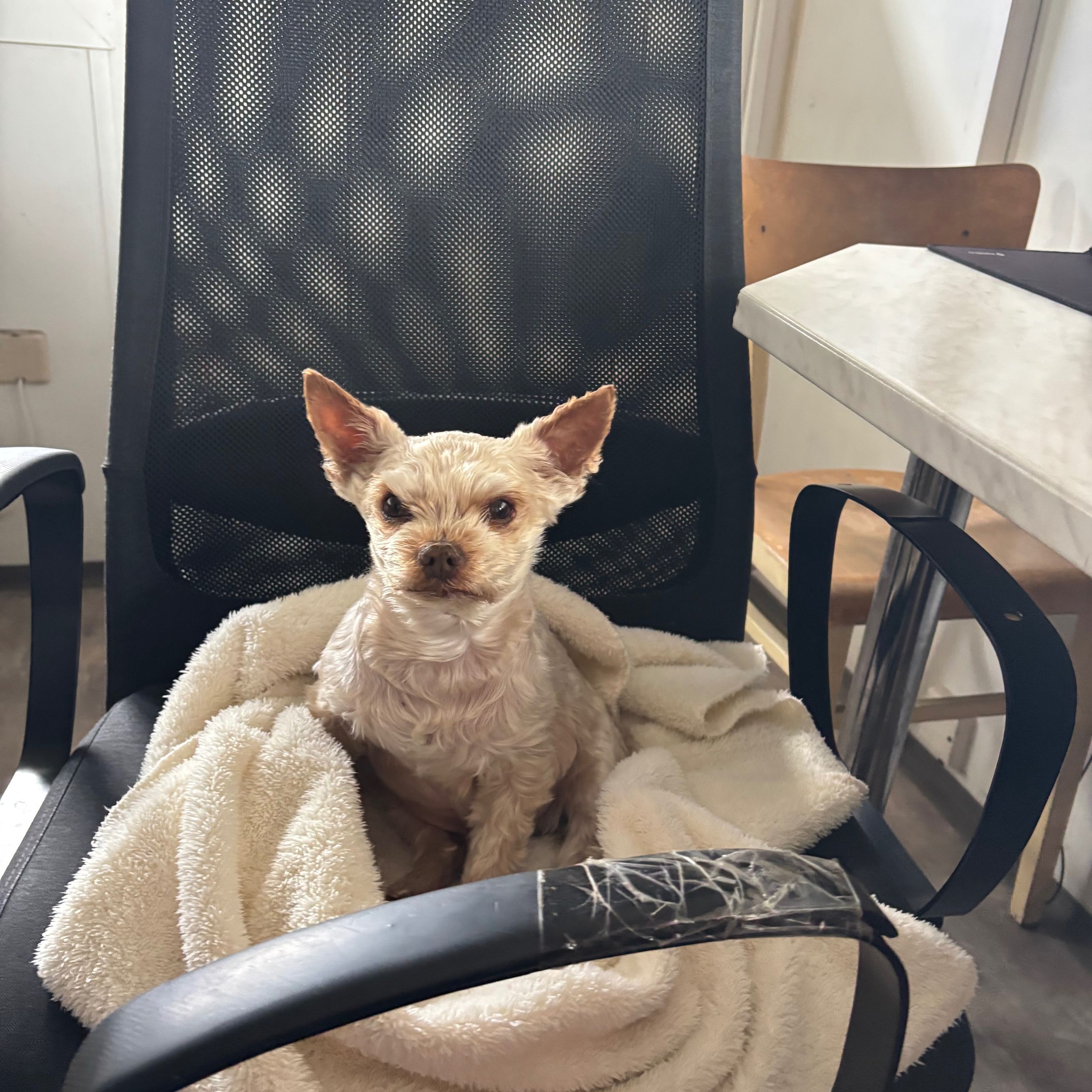 Soutěžní fotografie - Uzlík,  Yorkšírský terier