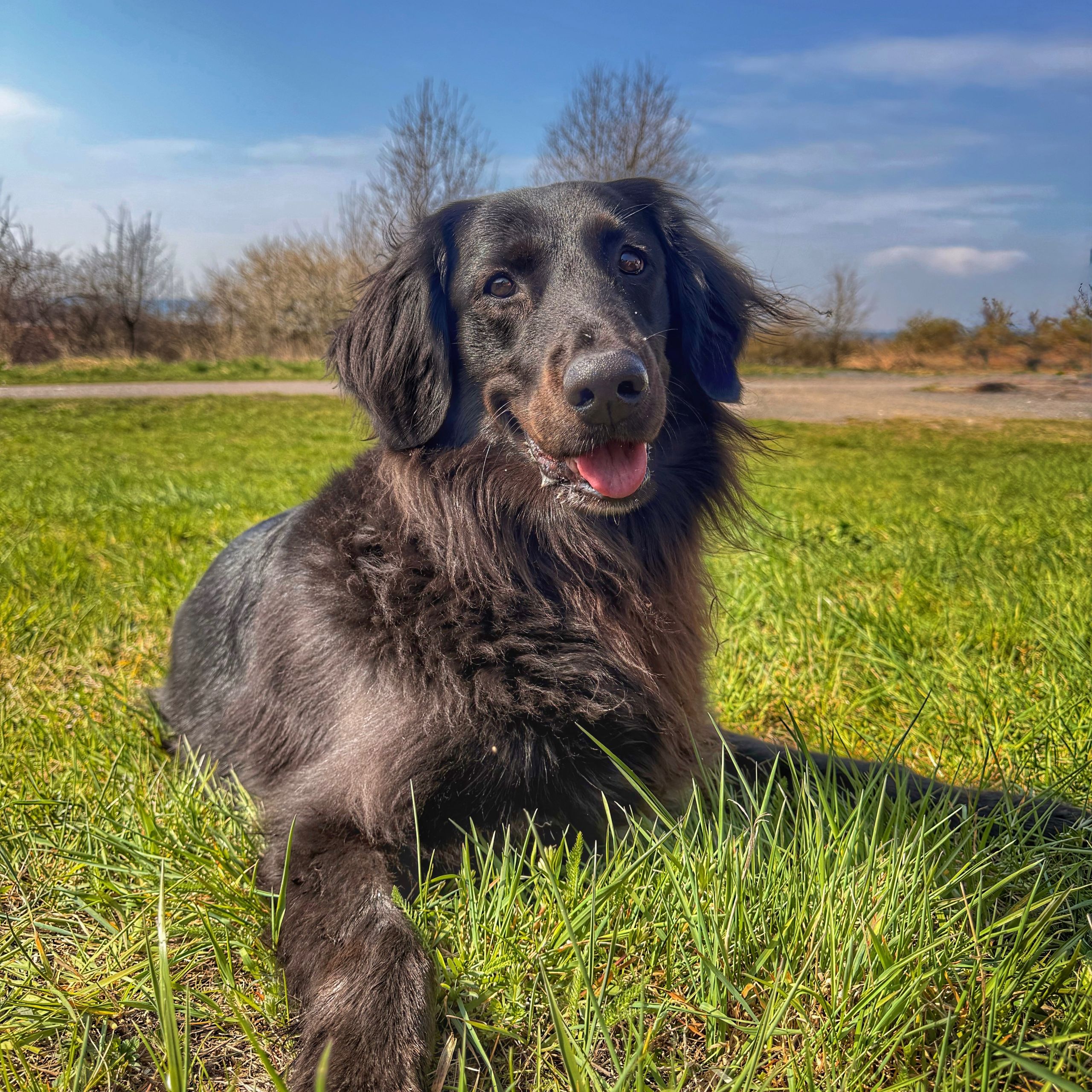 Soutěžní fotografie - Honey,  Flat Coated Retriever