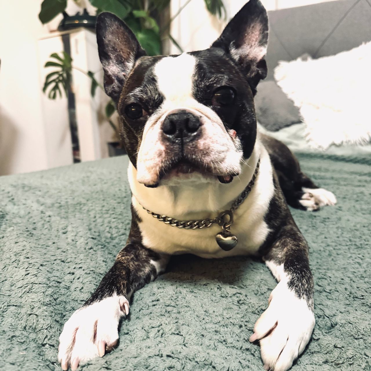 Soutěžní fotografie - Marley,  Bostonský terier